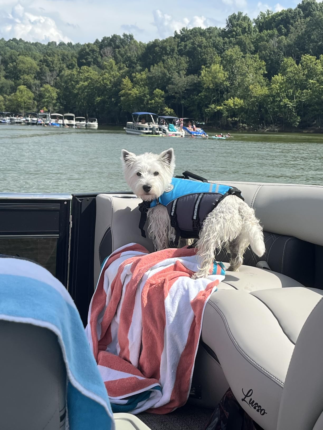 VIVAGLORY Dog Life Vest Sports Style Dog Swim Vest, M, Blue customer photo 2