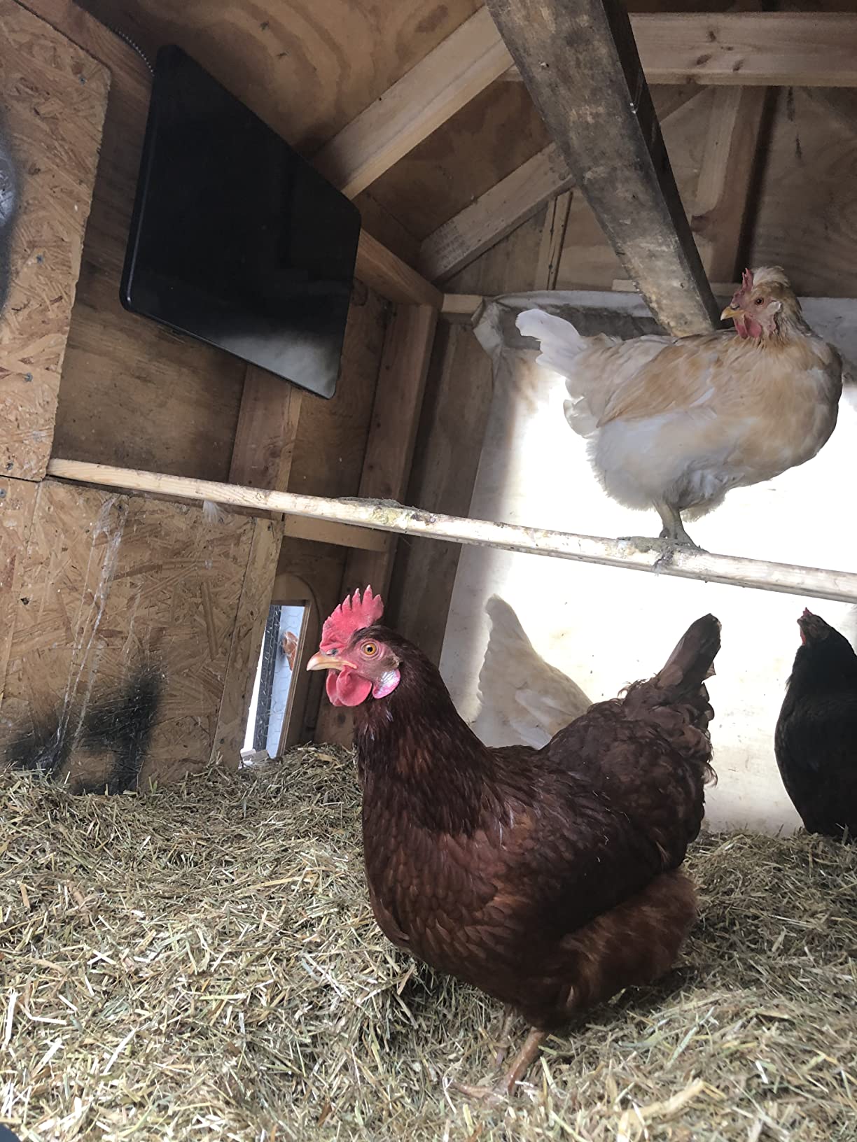 Cozy Products Cozy Coop Chicken Coop Heater, Flat-Panel, 150 Watts | Wall Mount or Free Standing, Electric 150 Watts Safer Than Heat Lamps Warms Inside Chicken Coops Flat Panel 2 Inches Deep customer photo 2