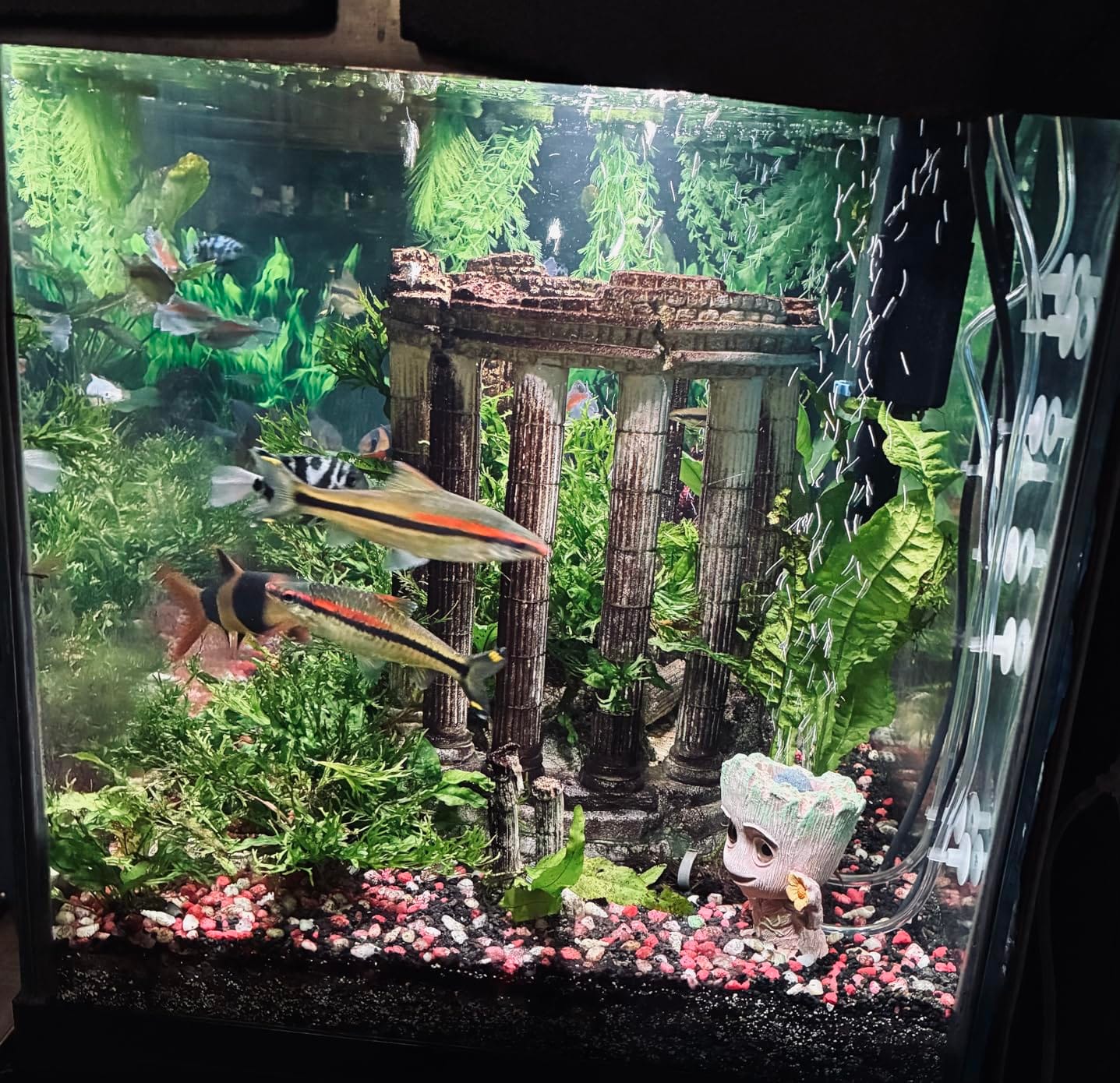 SeaChem - Large Aquarium Fish Tank Filter, Tidal 75 Gallon (300 Liters) by Sicce customer photo 1
