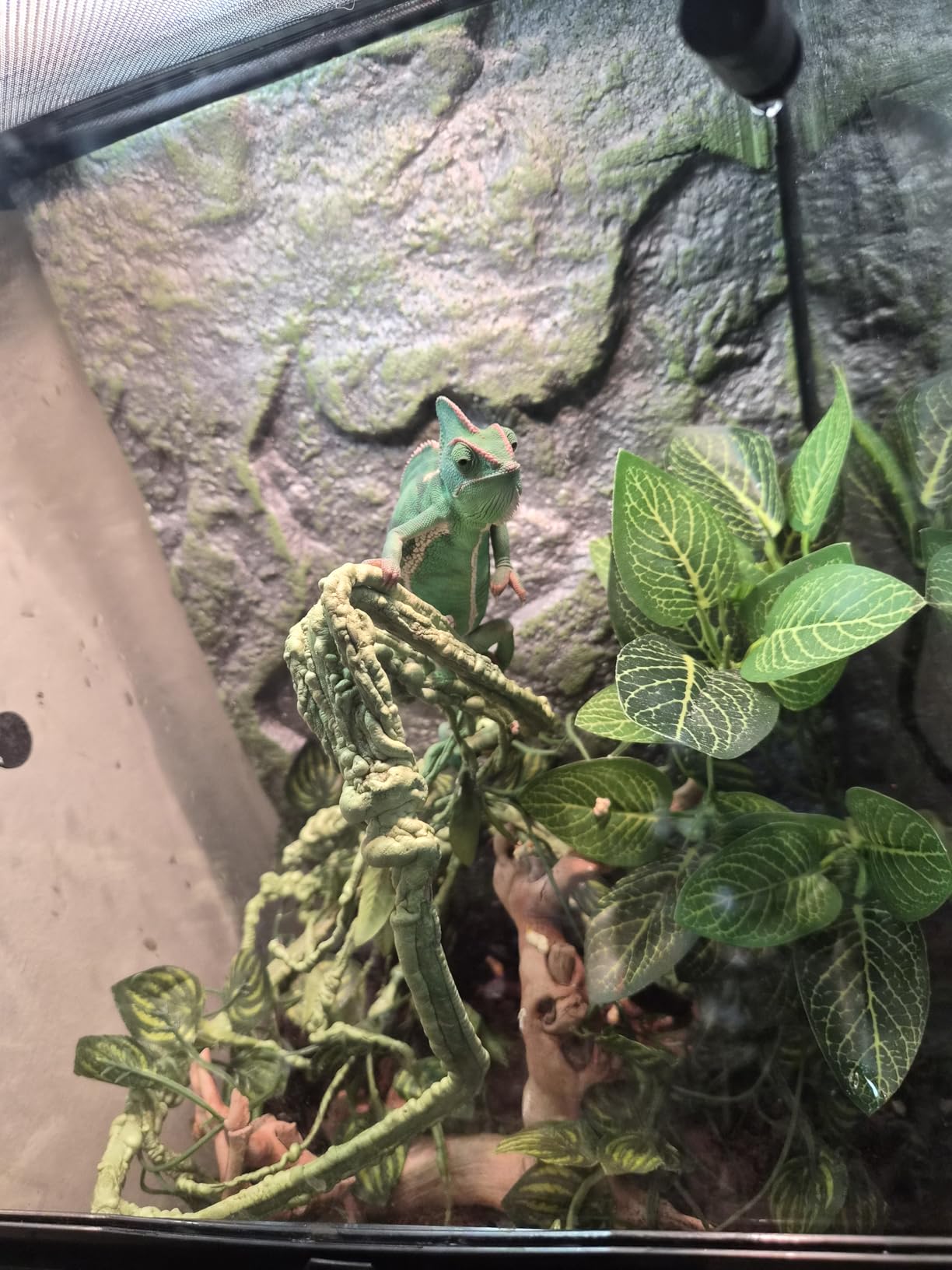 Zilla 11 Gallon Glass Tropical Vertical Habitat Starter Kit for Small Tree Dwelling Reptiles & Amphibians customer photo 1