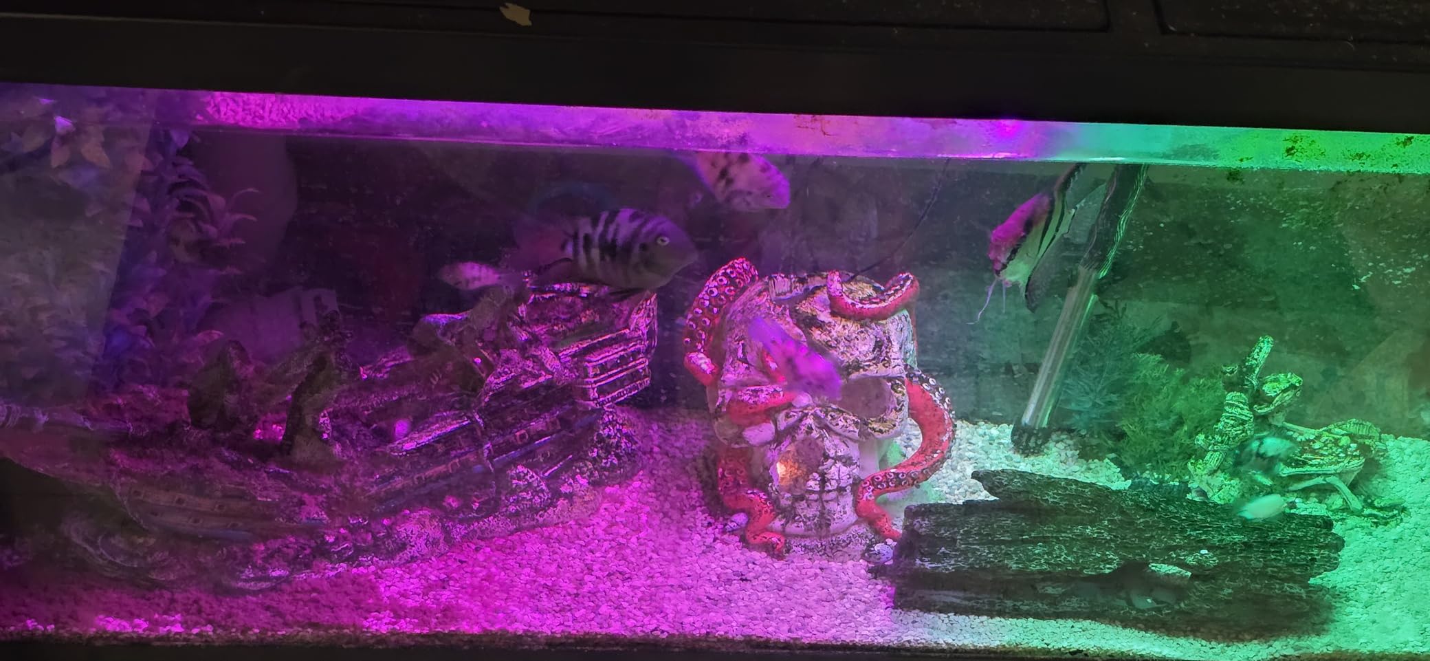Tetra LED 55 Gallon Complete Fish Tank Kit customer photo 1