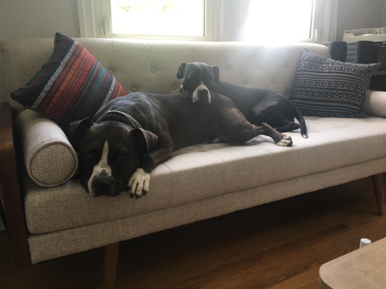 Christopher Knight Home Aidan Mid Century Modern Tufted Fabric Sofa, Beige customer photo 2