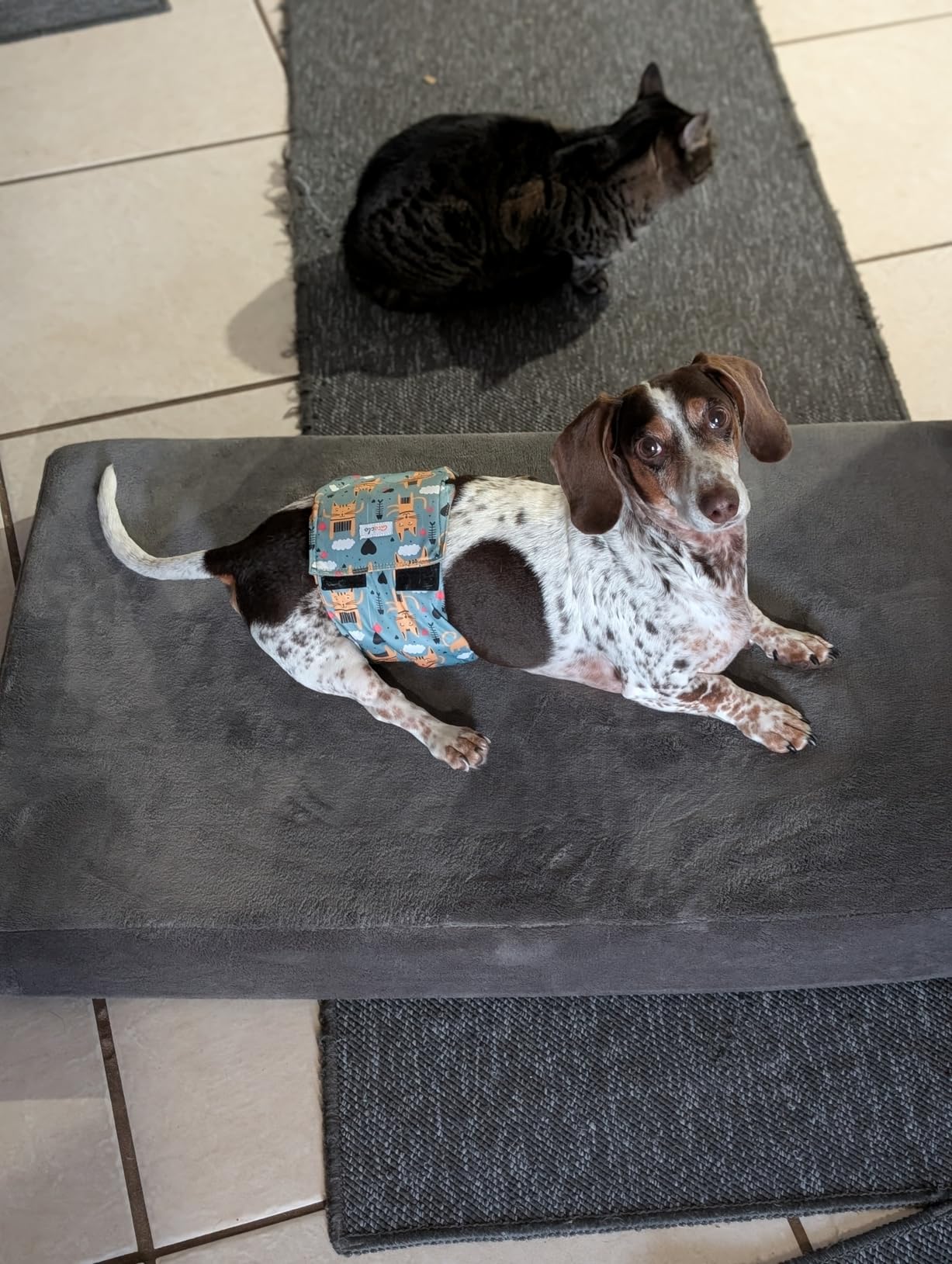 BarkBox Orthopedic Dog Bed - Large | with Memory Foam - Comfortable, Durable & Machine Washable Pet Bed - Grey customer photo 2