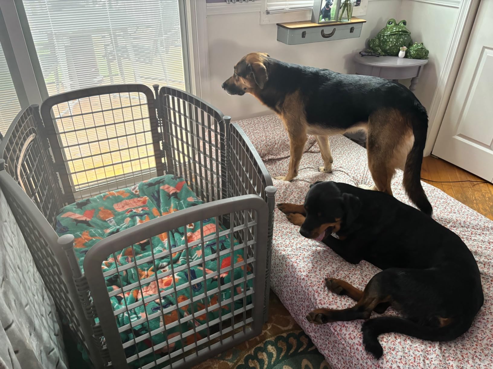 Amazon Basics 8-Panel Octagonal Plastic Dog Playpen, Indoor/Outdoor Pet Fence with Gate, Exercise Pen for Puppies and Small Animals, 28 inches, Grey customer photo 1