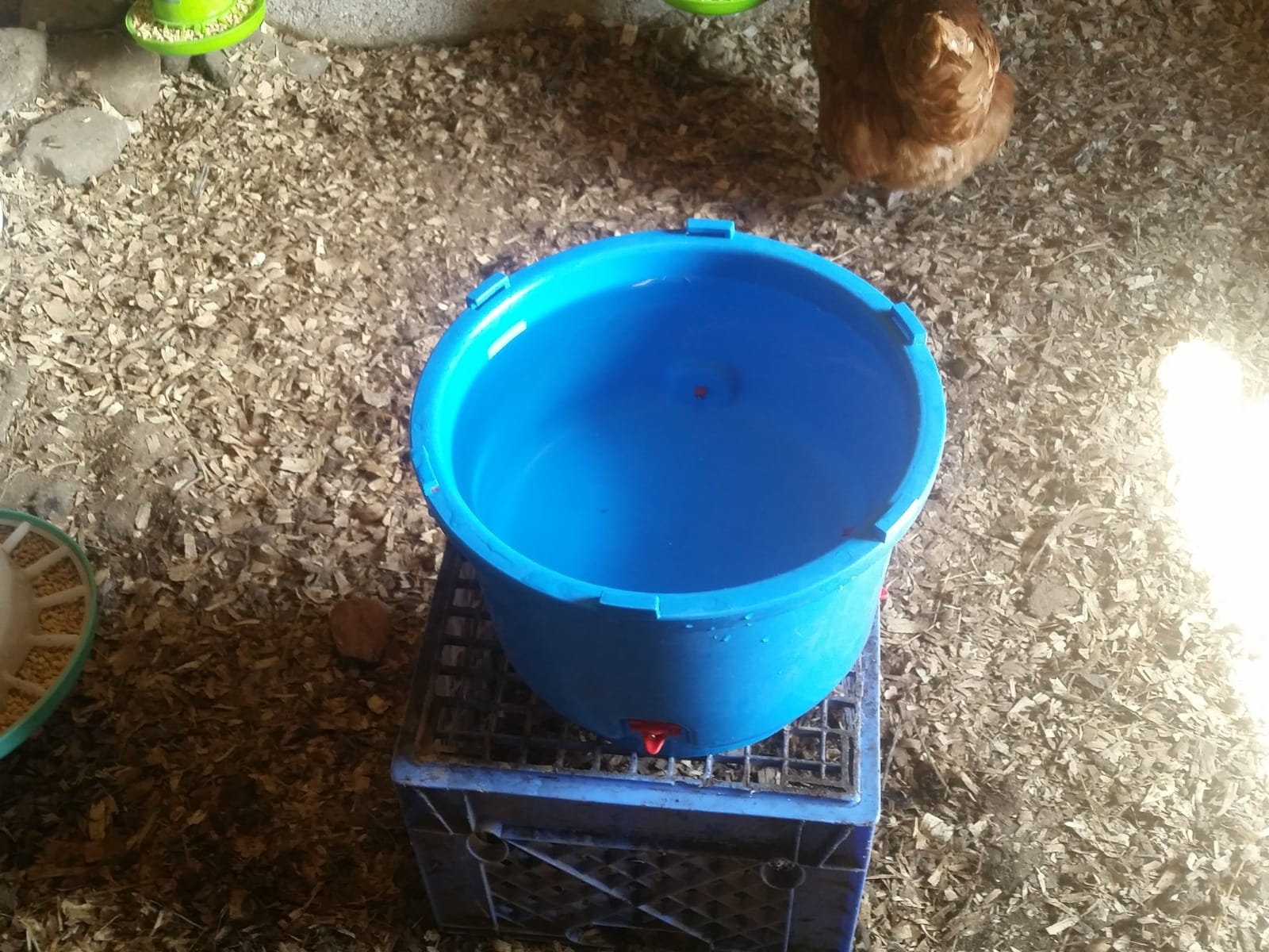 Premier 1 All-Season Heated Poultry Waterer for Chickens & Ducks - 3 Gallon | 100W thermostat keeps water unfrozen to -20F. Quick-fill cap, 3 recessed nipples, 16 ft detachable cord. Up to 35 birds. customer photo 2