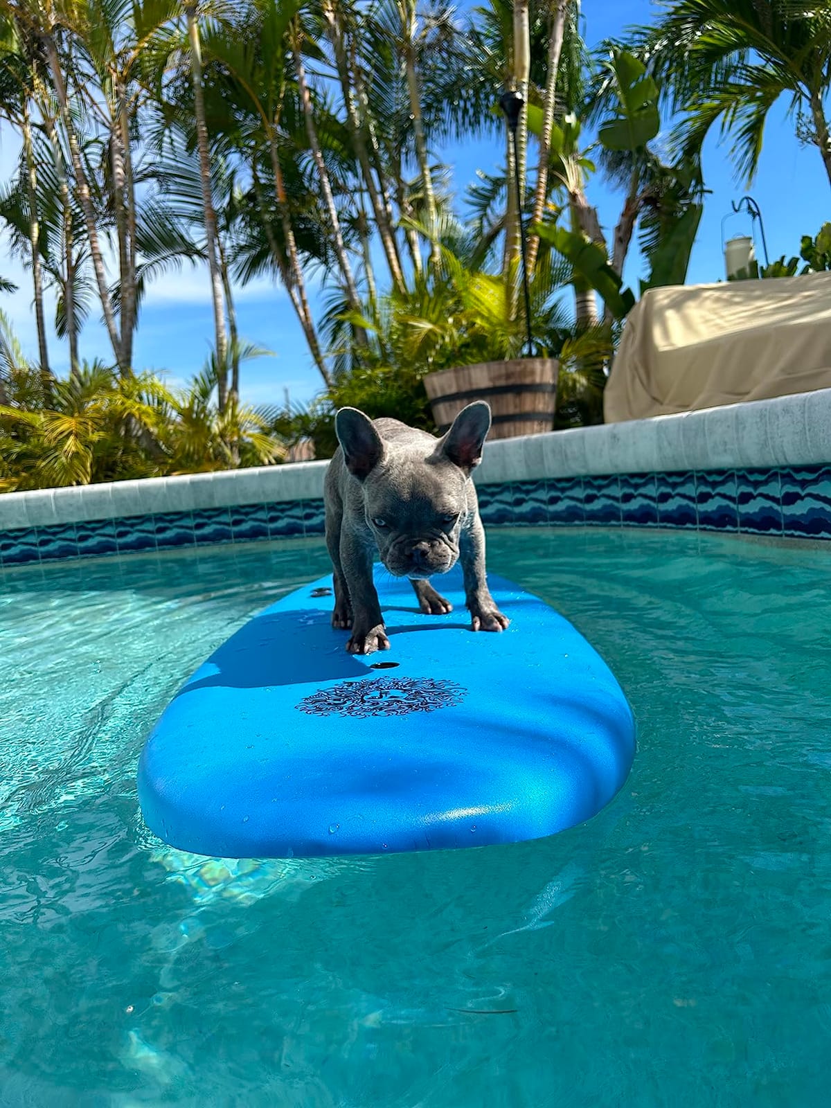 4'4 Beginner Soft Top Surfboard for Kids & Adults - Foam Surfboard + Fins & Leash - Use as Bodyboard, Boogie Board, or Softboard customer photo 1
