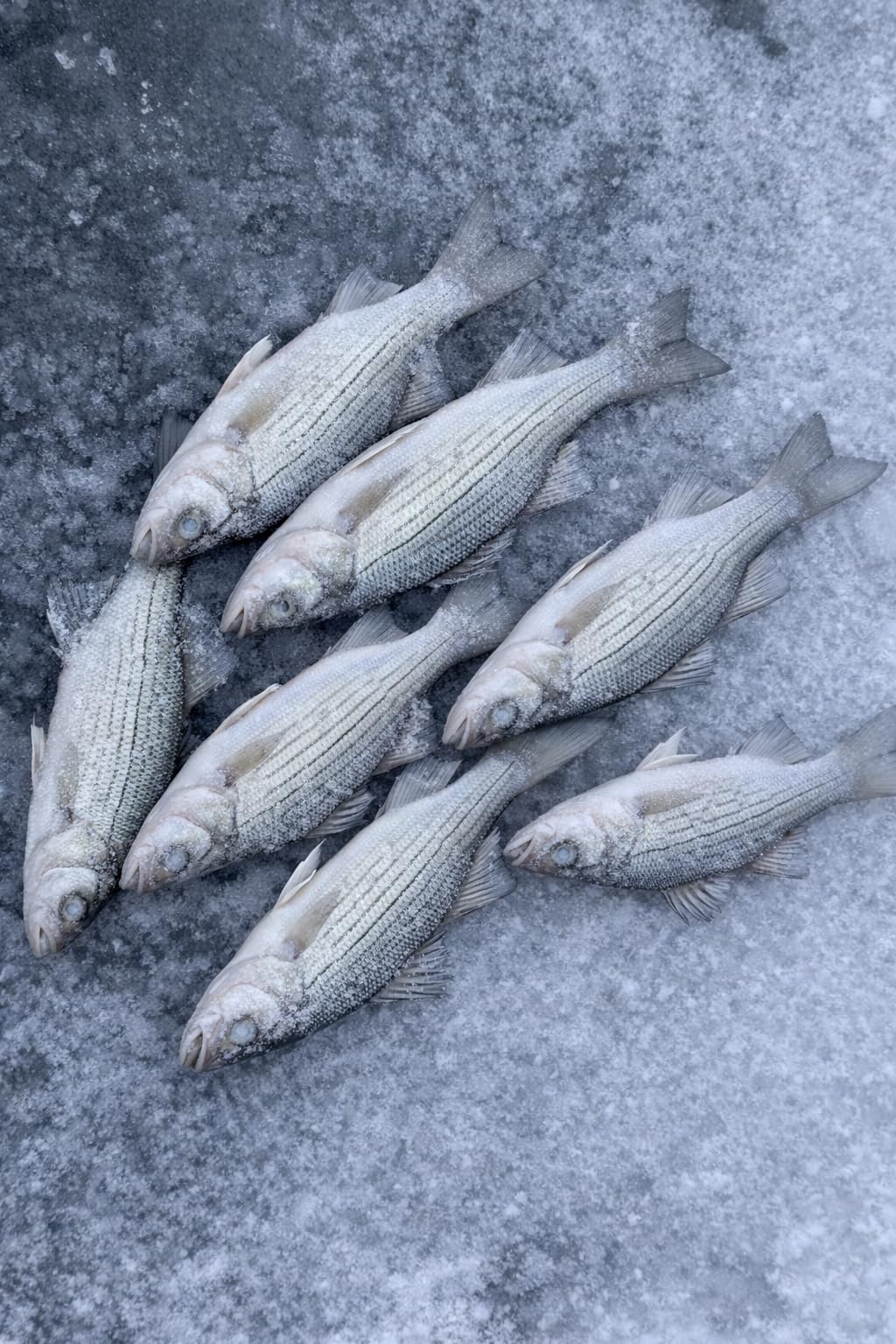 Original Blue Ice Fishing Tip Down-Tip Up customer photo 1