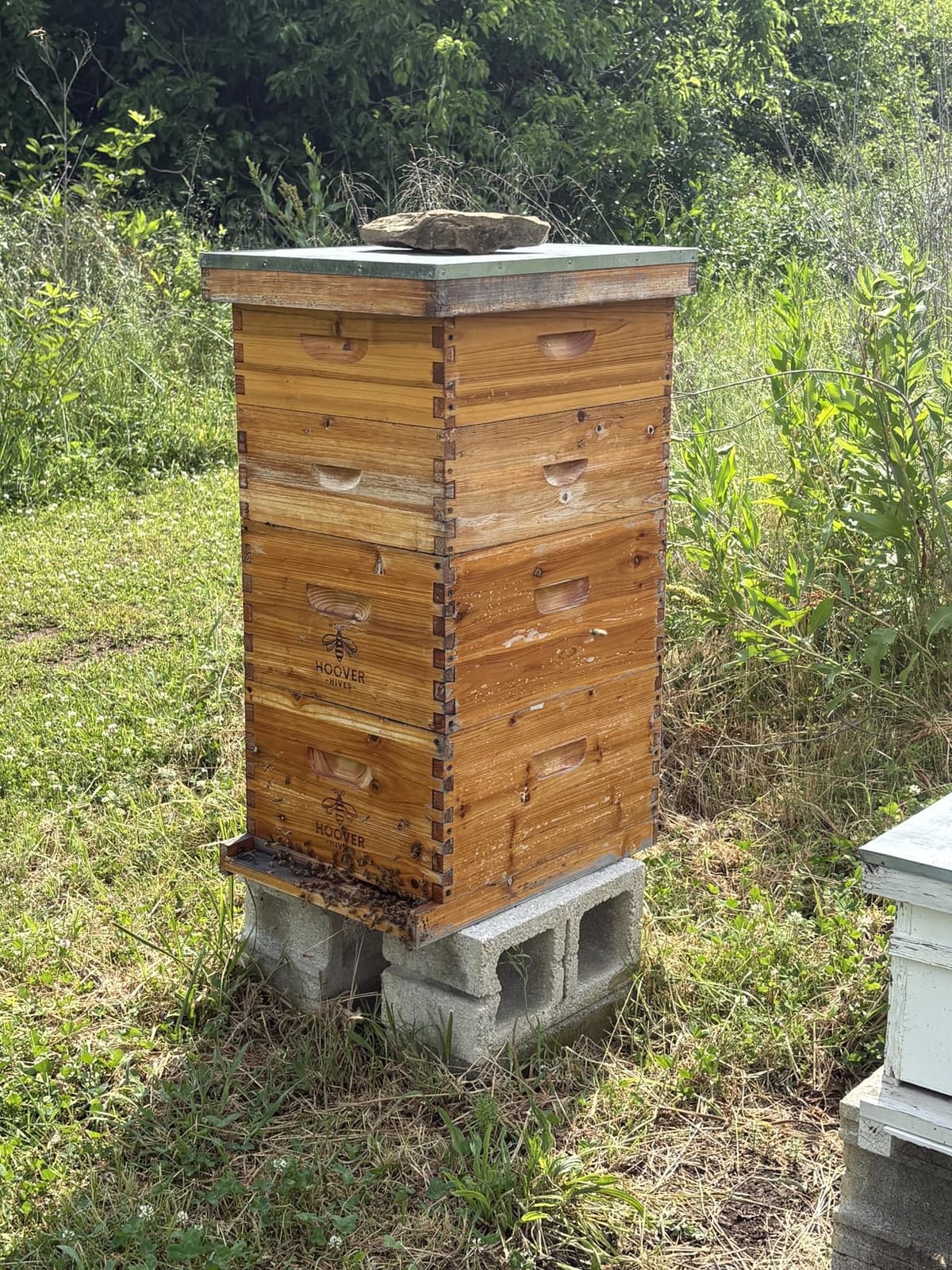 Hoover Hives: The Original Beeswax Coated Beehive Kit. Includes 2 Deep & 1 Medium Boxes with 10 Wooden Frames & Heavy Wax Coated Foundations. Easy Assembly with Predrilled Holes & Screws (Unassembled) customer photo 2