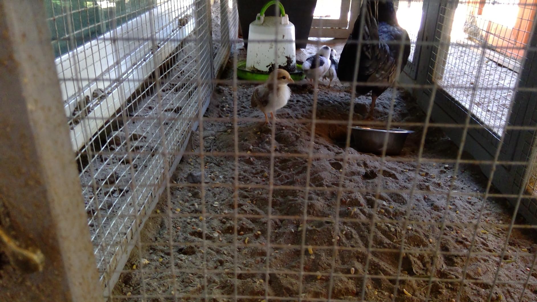 Aivituvin Chicken Coop for 2 Chickens, Wooden Duck House Outdoor Hen House Poultry Quail Cage-Expandable Design customer photo 1