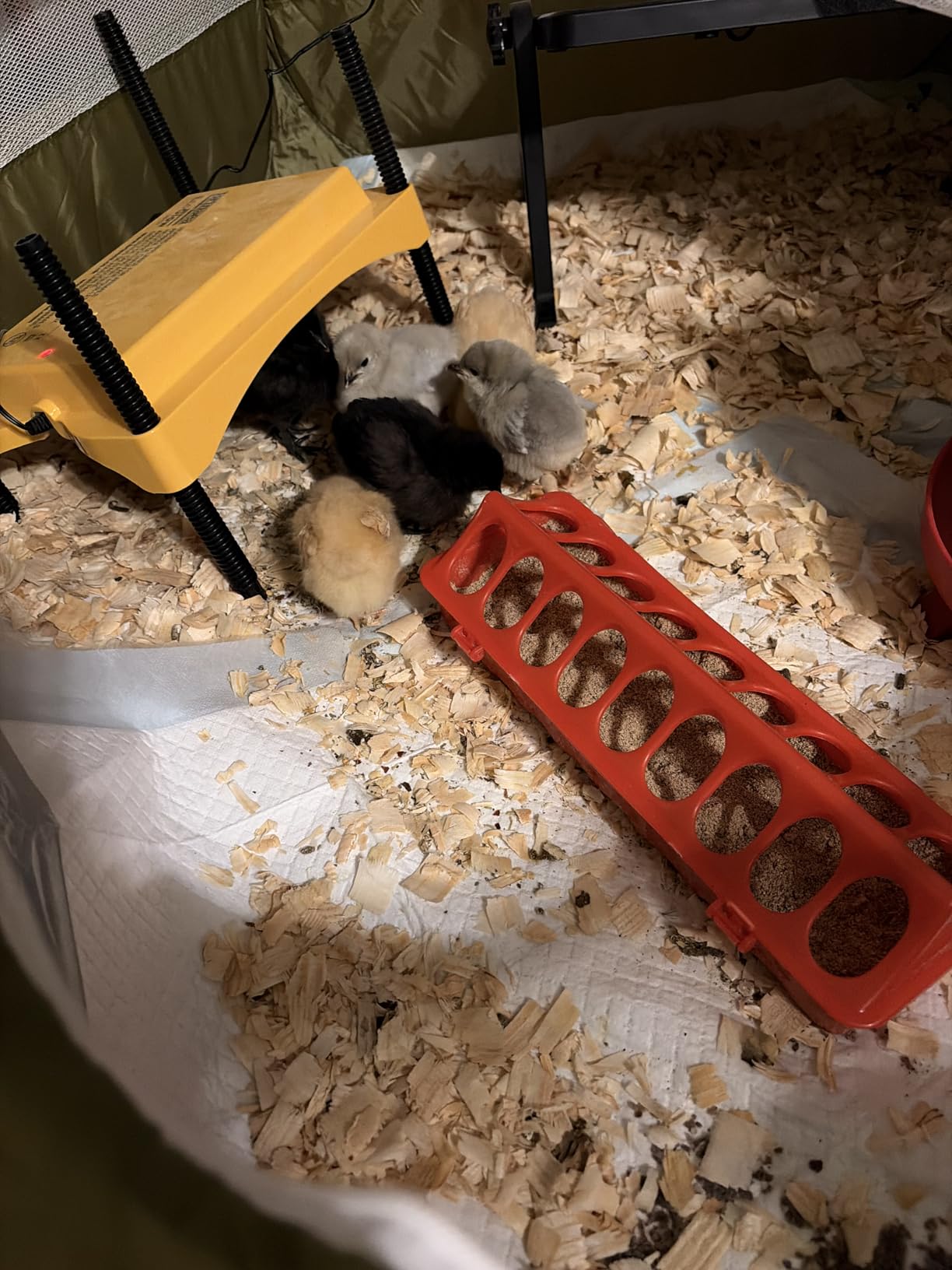 Brinsea Ecoglow Safety 600 Chick or Duckling Brooder, Up to 20 Chicks | 50+ years of trusted care! Height-adjustable 12W Brooder Plate delivers safe low voltage heat for natural stress-free growth customer photo 1