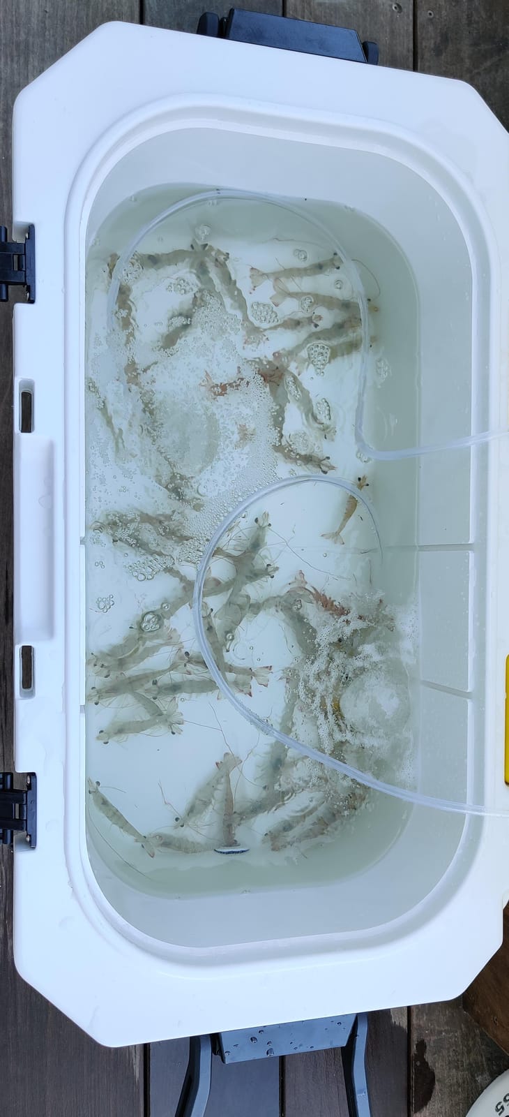 Frabill Magnum Bait Station 30 | 30 Quart Bait Cooler with Dual Aeration, White and Yellow customer photo 1