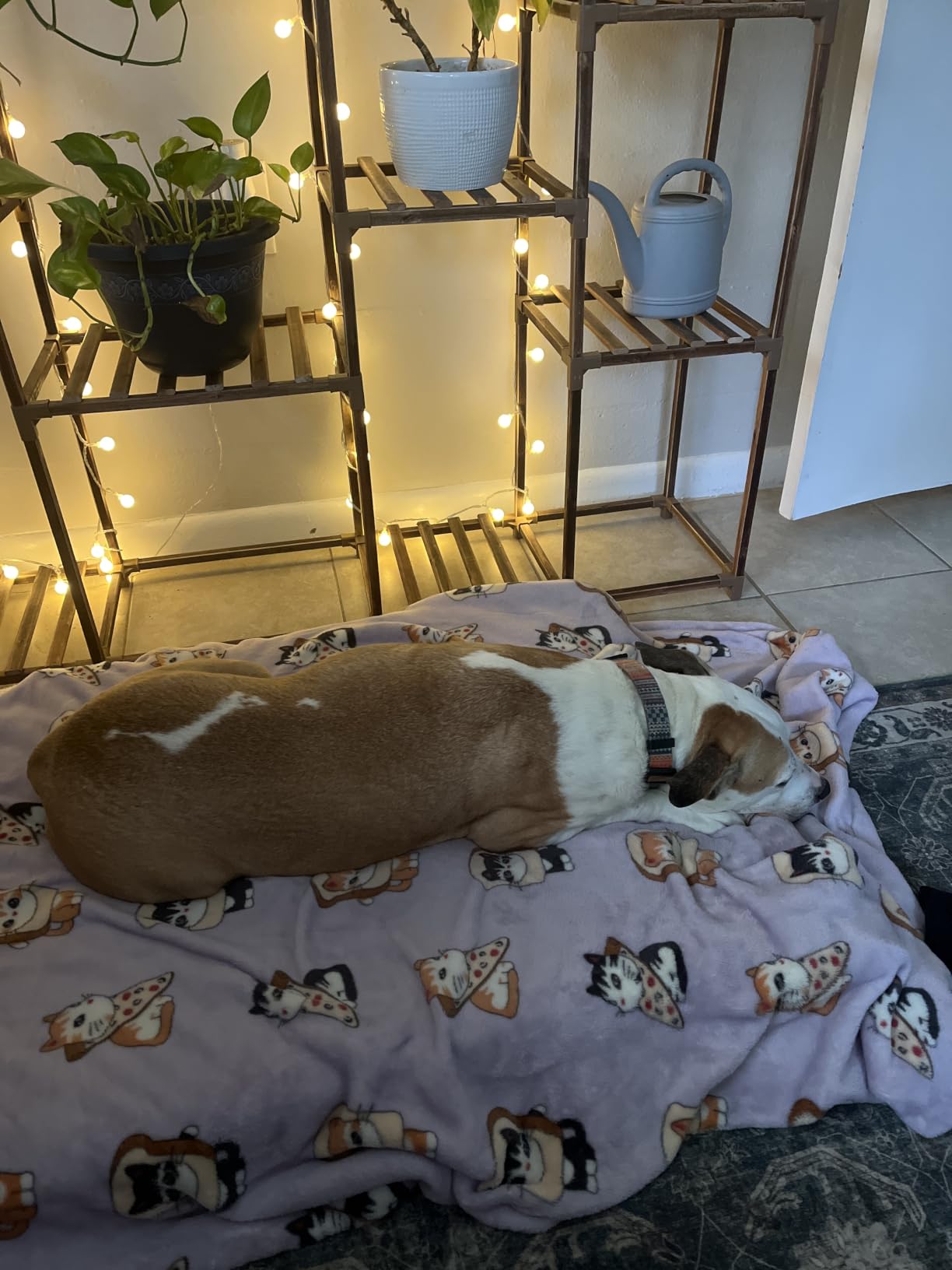 Bedsure XL Dog Bed, Extra Large Pet Bed with Comfy Sherpa, 44x32in Grey | Orthopedic Egg Crate Foam, Comfort Support Flat Rectangle Pet Mat, Non-Slip Bottom, Removable Cover, For Extra Pet Up to 80 lbs customer photo 2