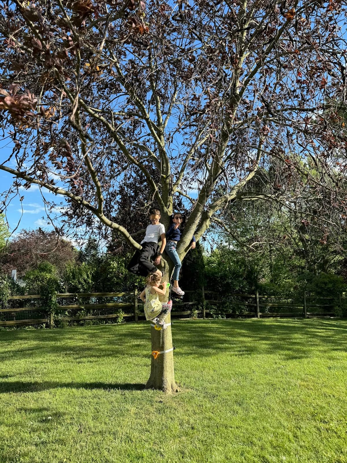 TOPNEW 12 Ninja Tree Climbing Holds for Kids Climber, Adult Climbing Rocks with 6 Ratchet Straps for Outdoor Ninja Warrior Obstacle Course Training customer photo 1