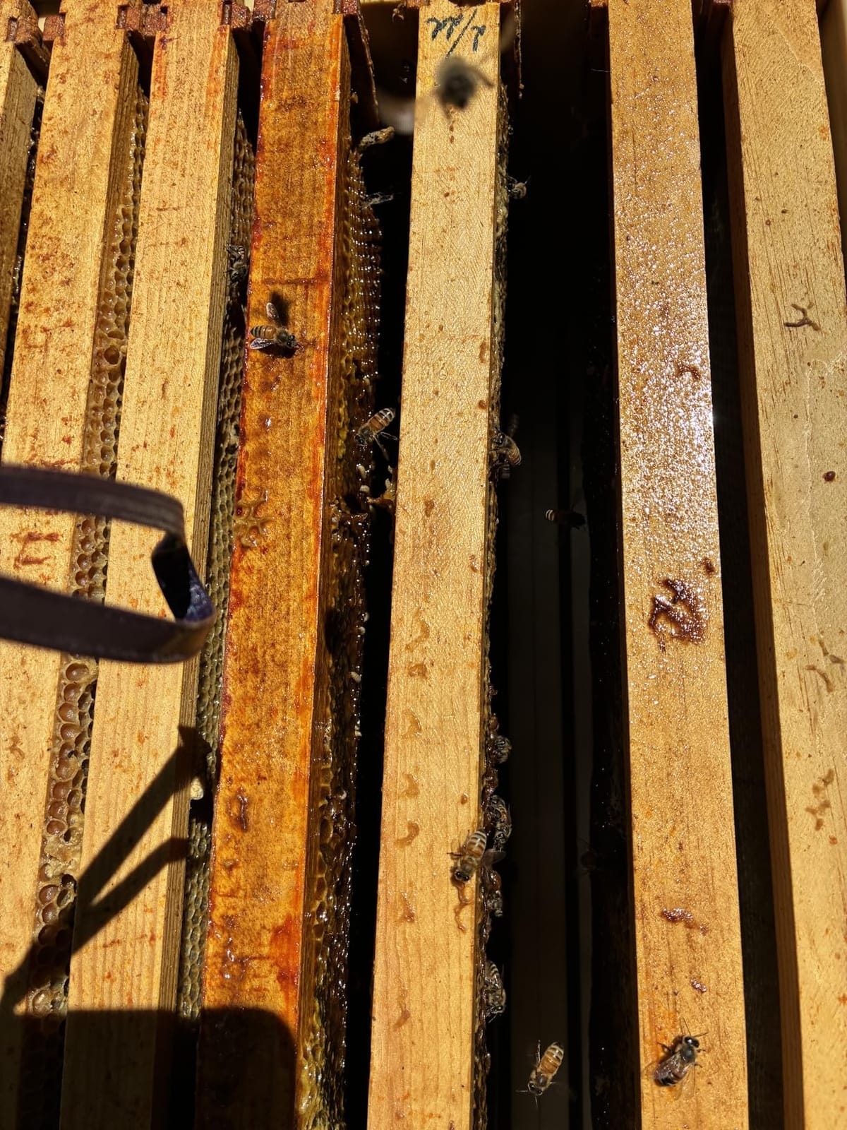 Apimaye Ergo Insulated 10 Frame Bee Hive Set [NO Frames Included] (Double Deep, White Body Green Entrance) customer photo 1