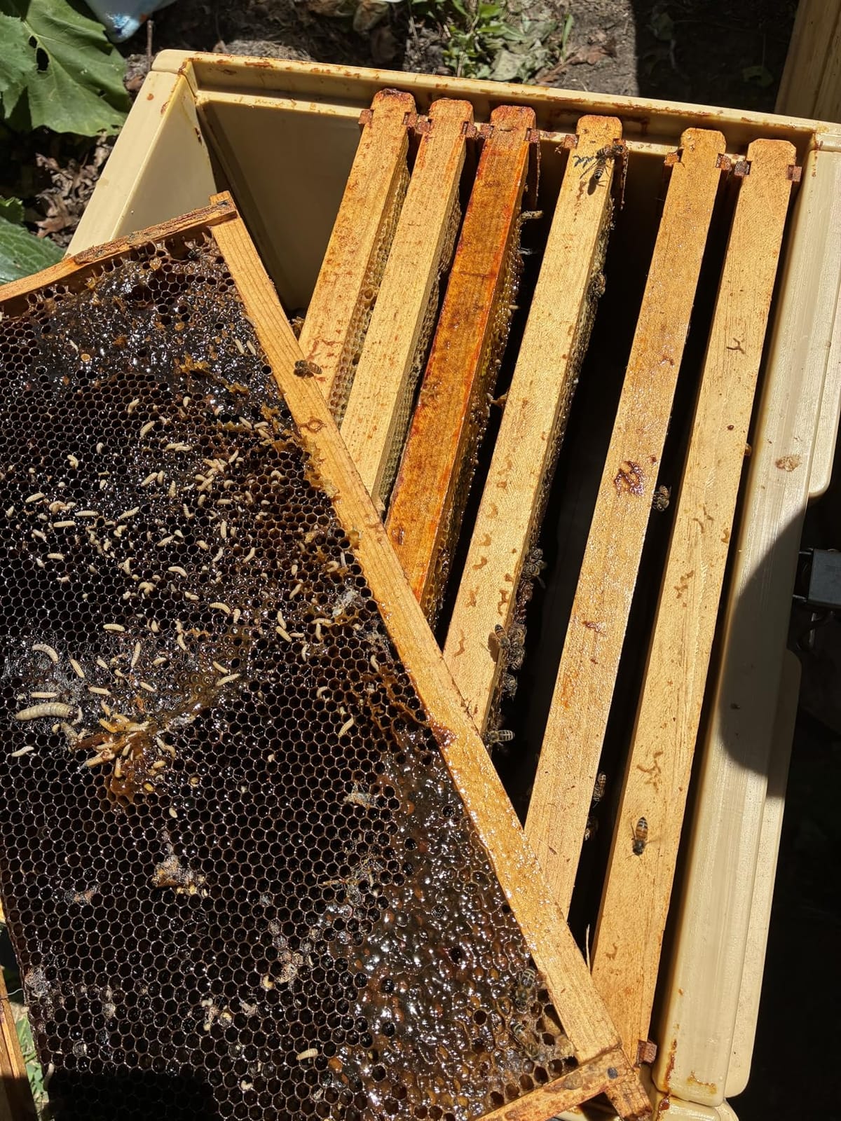 Apimaye Ergo Insulated 10 Frame Bee Hive Set [NO Frames Included] (Single Hive, Tan Body Green Entrance) customer photo 2