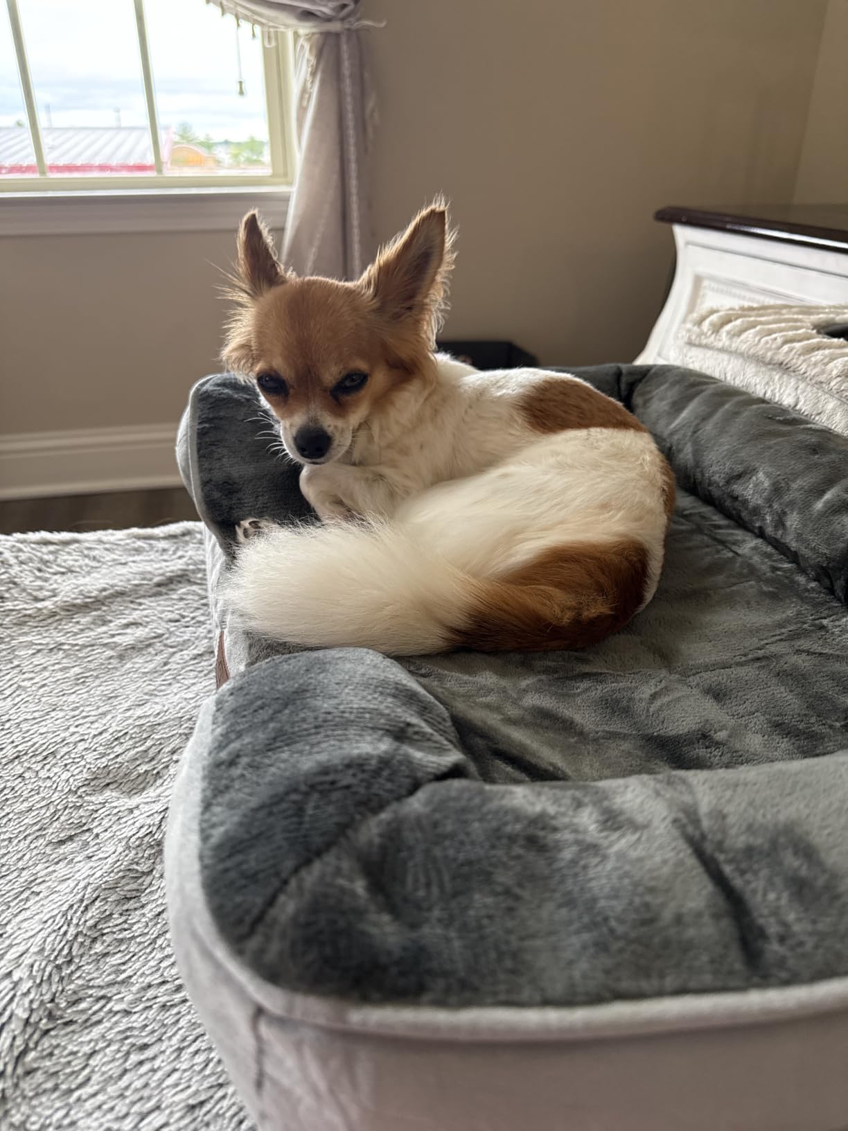 Bedsure Orthopedic Dog Beds Large Sized Dog with Removable Washable Cover | 35