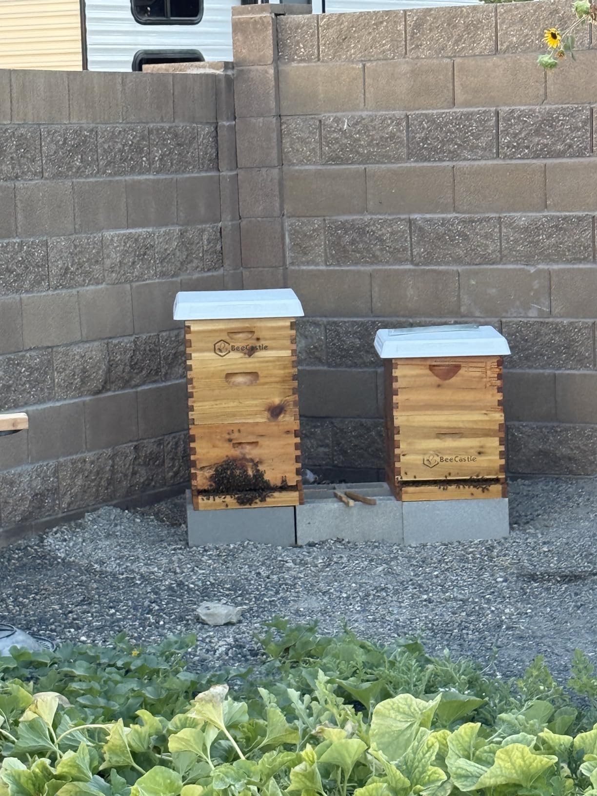 BeeCastle 10 Frame Medium Super Bee Hive Box, Langstroth Honey Bee Hive Dipped in 100% Beeswax Include Beehive Frames and Wax Foundations (Unassembled) customer photo 1