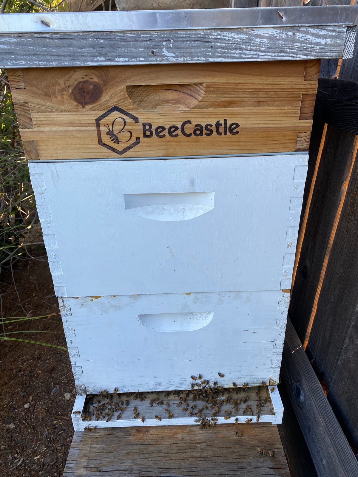 BeeCastle 10 Frame Medium Super Bee Hive Box, Langstroth Honey Bee Hive Dipped in 100% Beeswax Include Beehive Frames and Wax Foundations (Unassembled) customer photo 2