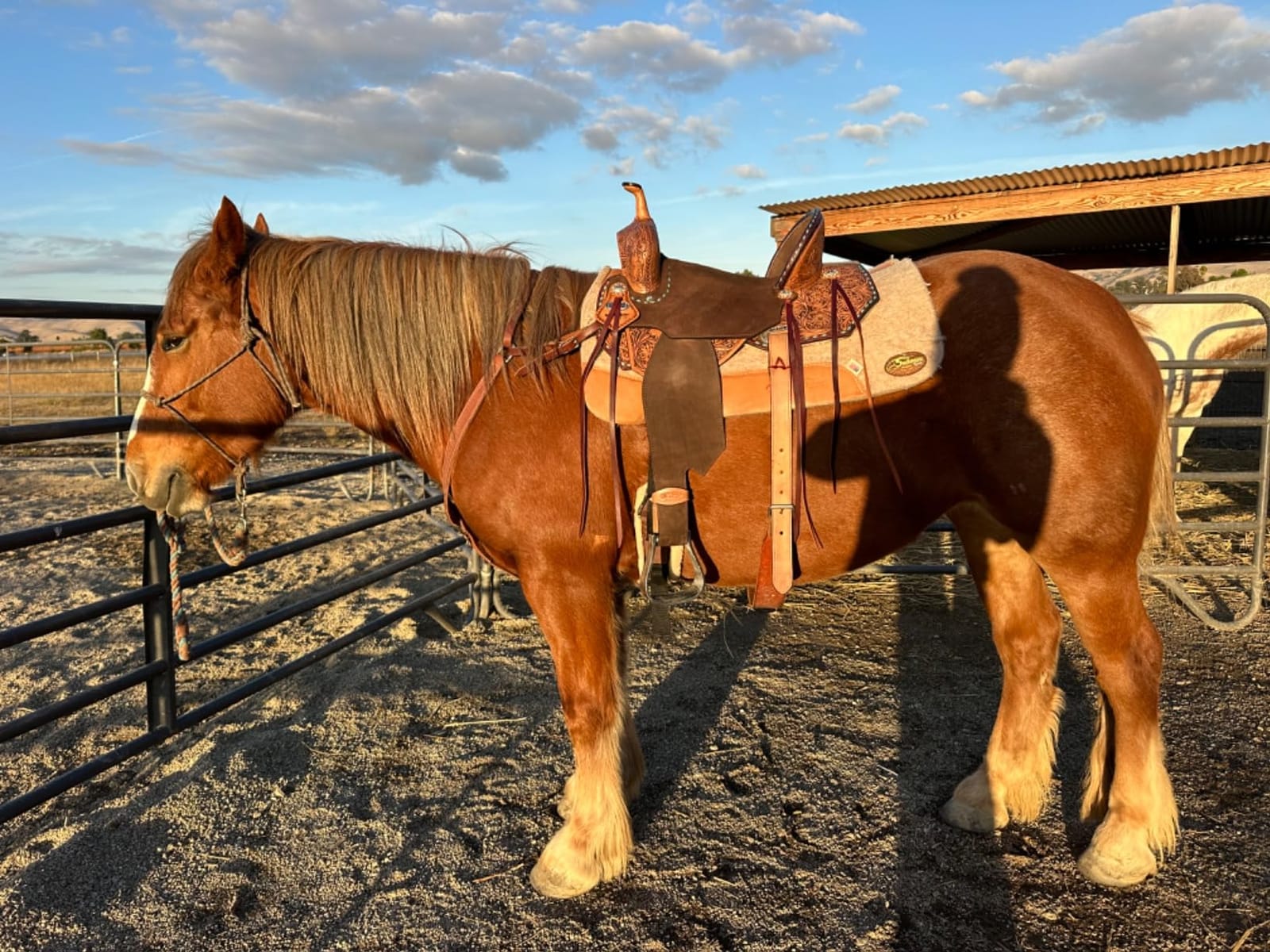 HILASON Flex Tree Western Horse Saddle in American Leather Barrel Trail | for Horses customer photo 2