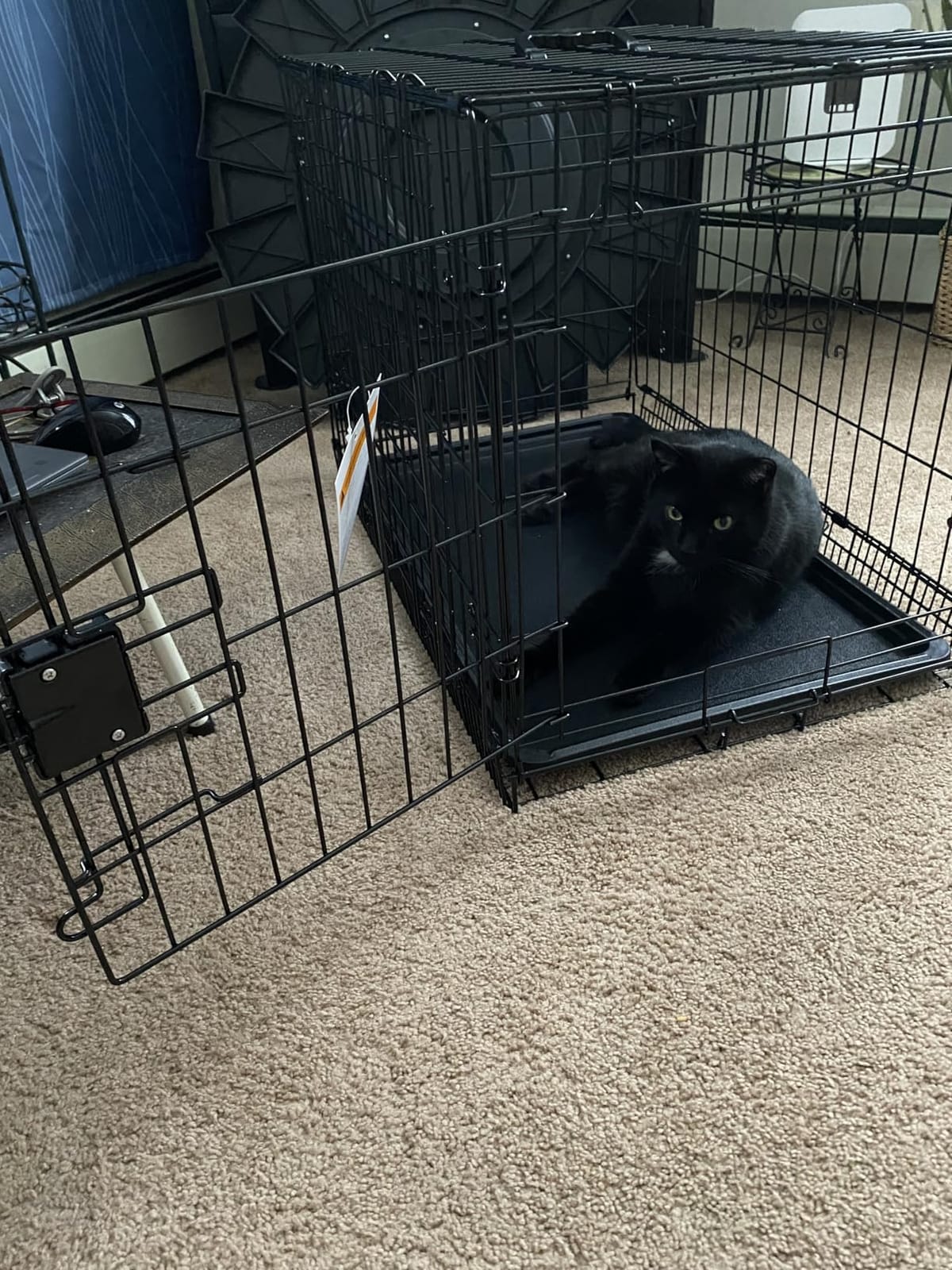 Amazon Basics Portable, Foldable Metal Wire Dog Crate with Removable Tray, Divider Panel, Easy to Assemble, for Large Dogs, 48 x 30 x 32.5 in, Black customer photo 2