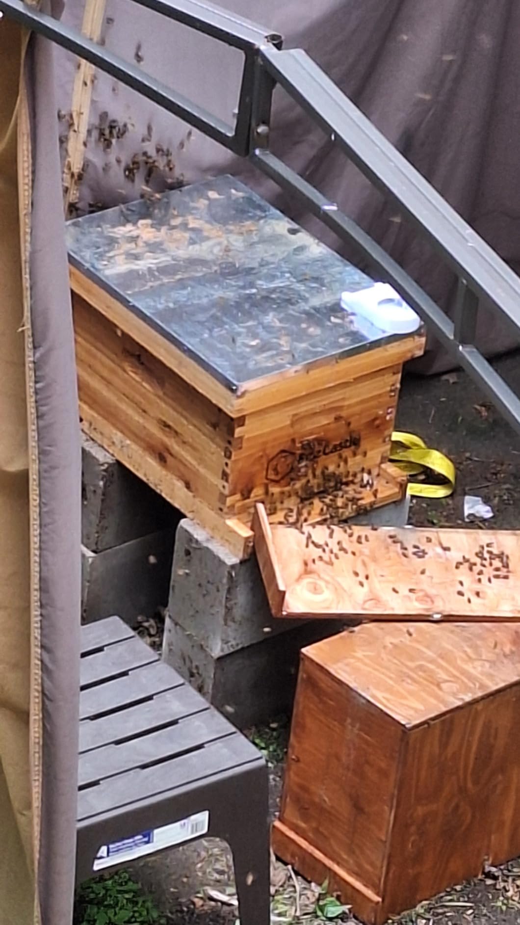 BeeCastle 8-Frame Bee Hives and Supplies Starter Kit, Beehive Kit Dipped in Beeswax, Bee Keeping Supplies-All Beginners Kit Includes Beekeeping Supplies Tool Set and Bee Suit customer photo 1