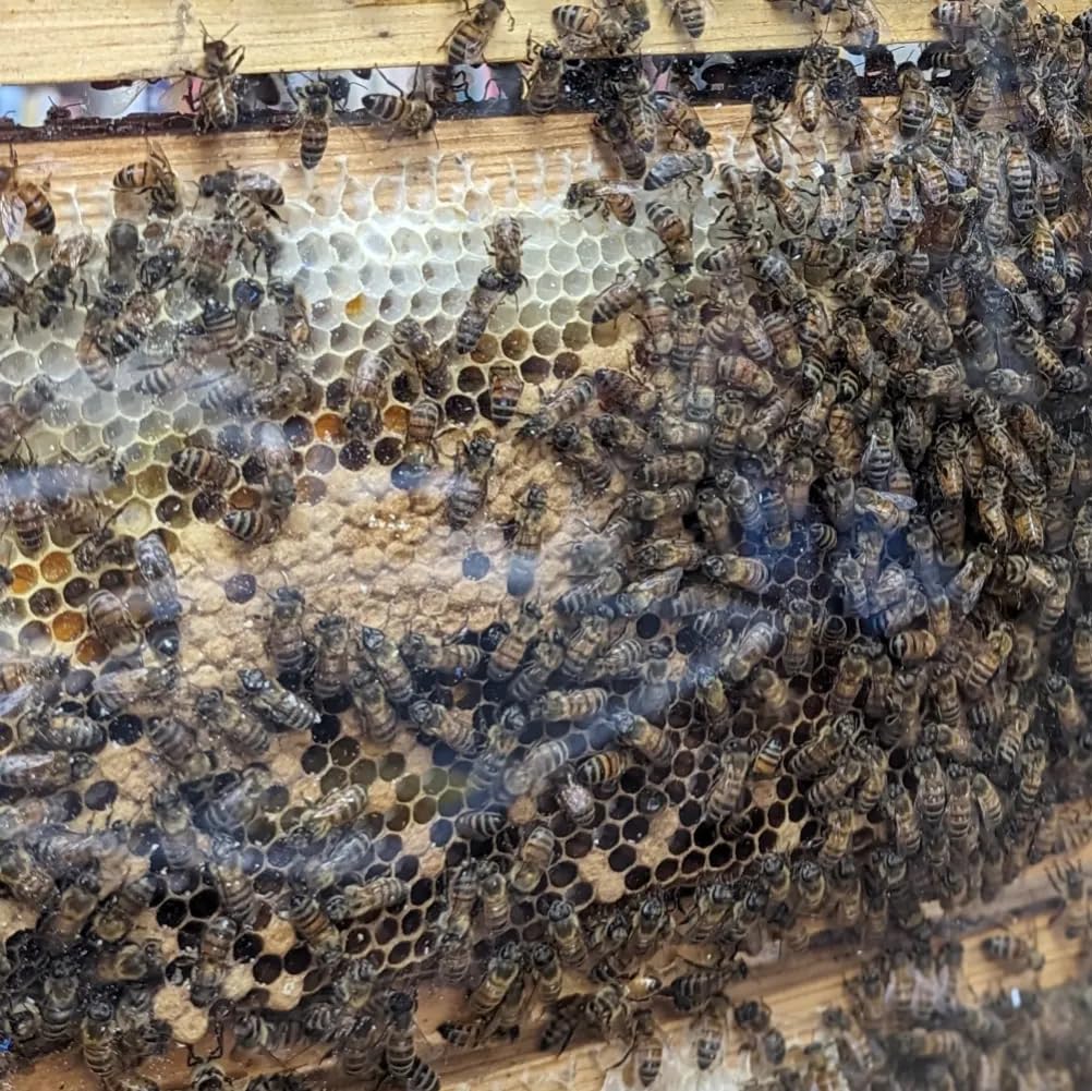 Observation Bee Hive Holds 12 Medium Frames with Double-side Plexi glass doors Fully Assembled FRAMES NOT INCLUDED customer photo 2