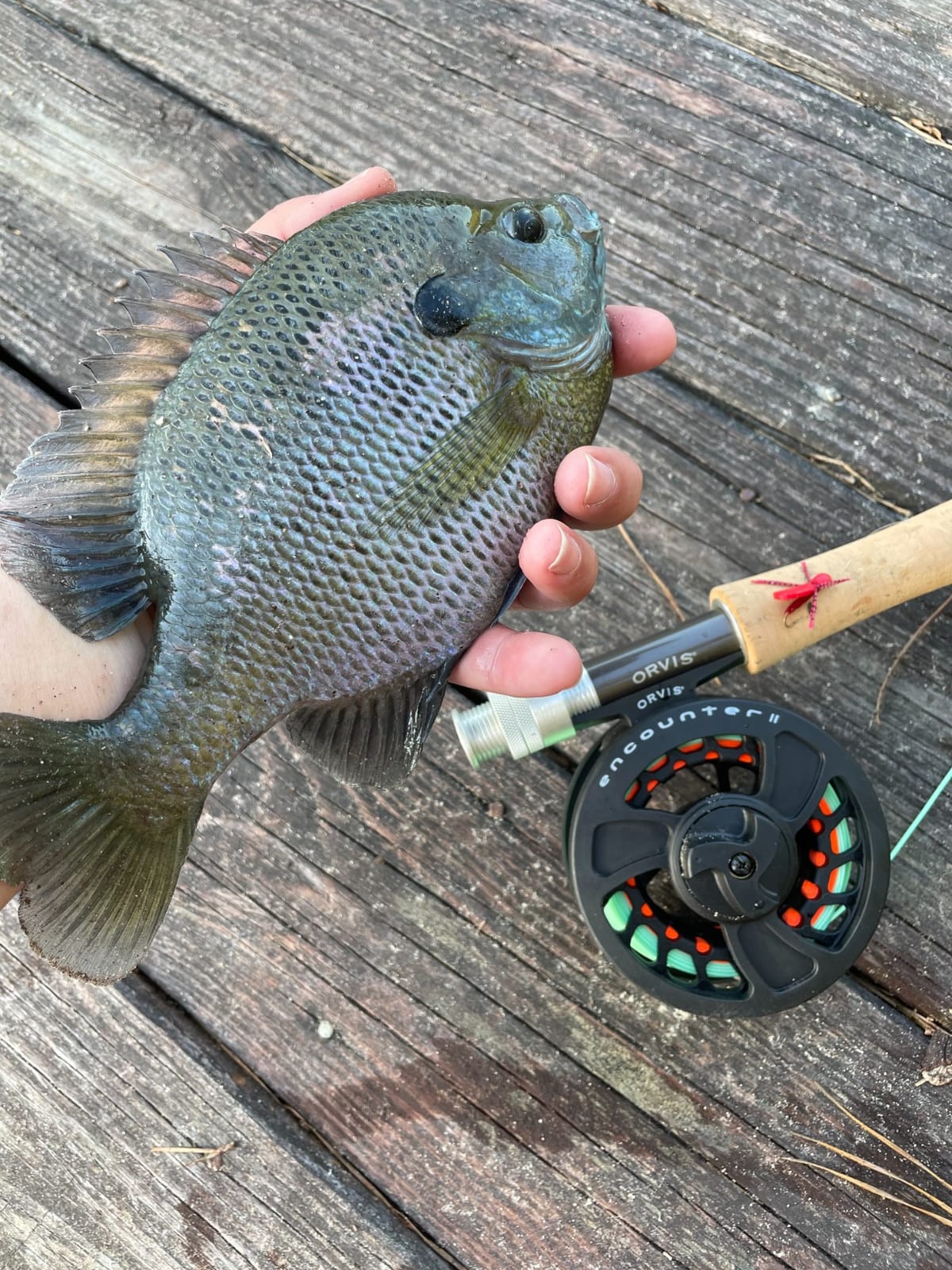 Orvis Encounter Fly Rod Outfit - 4Pc Fishing Rod and Reel Combo with Smooth Performance, Complete with Reel, Line, Backing, & Leader for Young Anglers customer photo 1