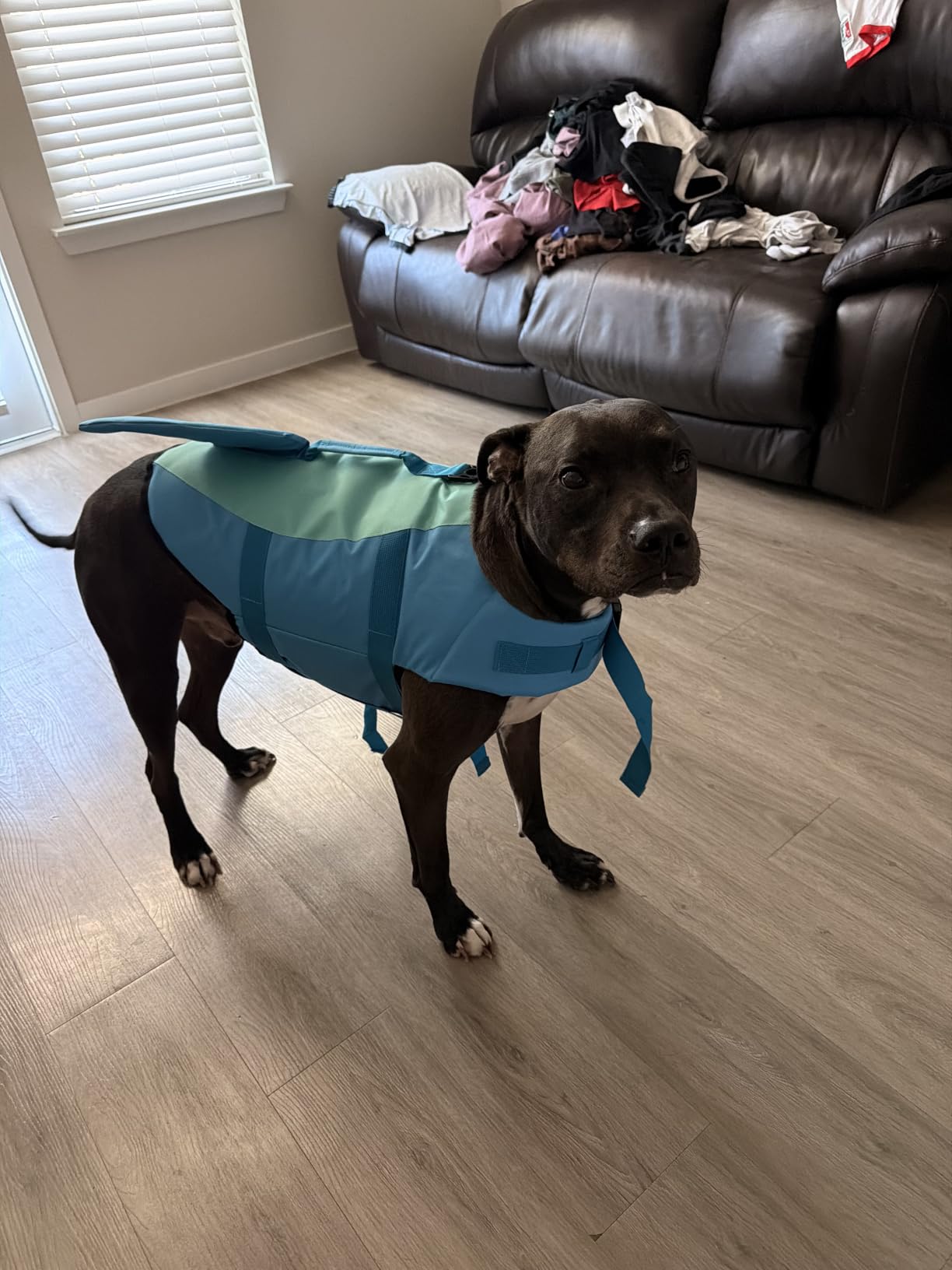 EMUST Dog Life Jacket Shark, Dog Life Vests for Small, Middle, Large Dogs with Rescue Handle Pet Flotation Vest Safety Lifesaver for Swimming Pool Beach Boating, (S,Pool Blue) customer photo 2