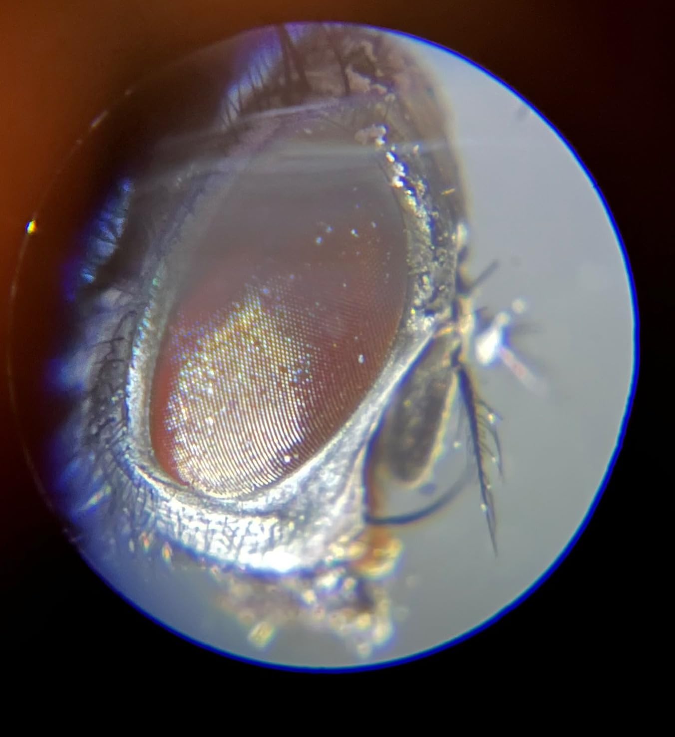 National Geographic Microscope for Kids with Up to 400x Magnification | Prepared and Blank Slides, Rock and Mineral Specimens, Easy-to-Use Science Kit, STEM Project Toy, Ages 6+ customer photo 2