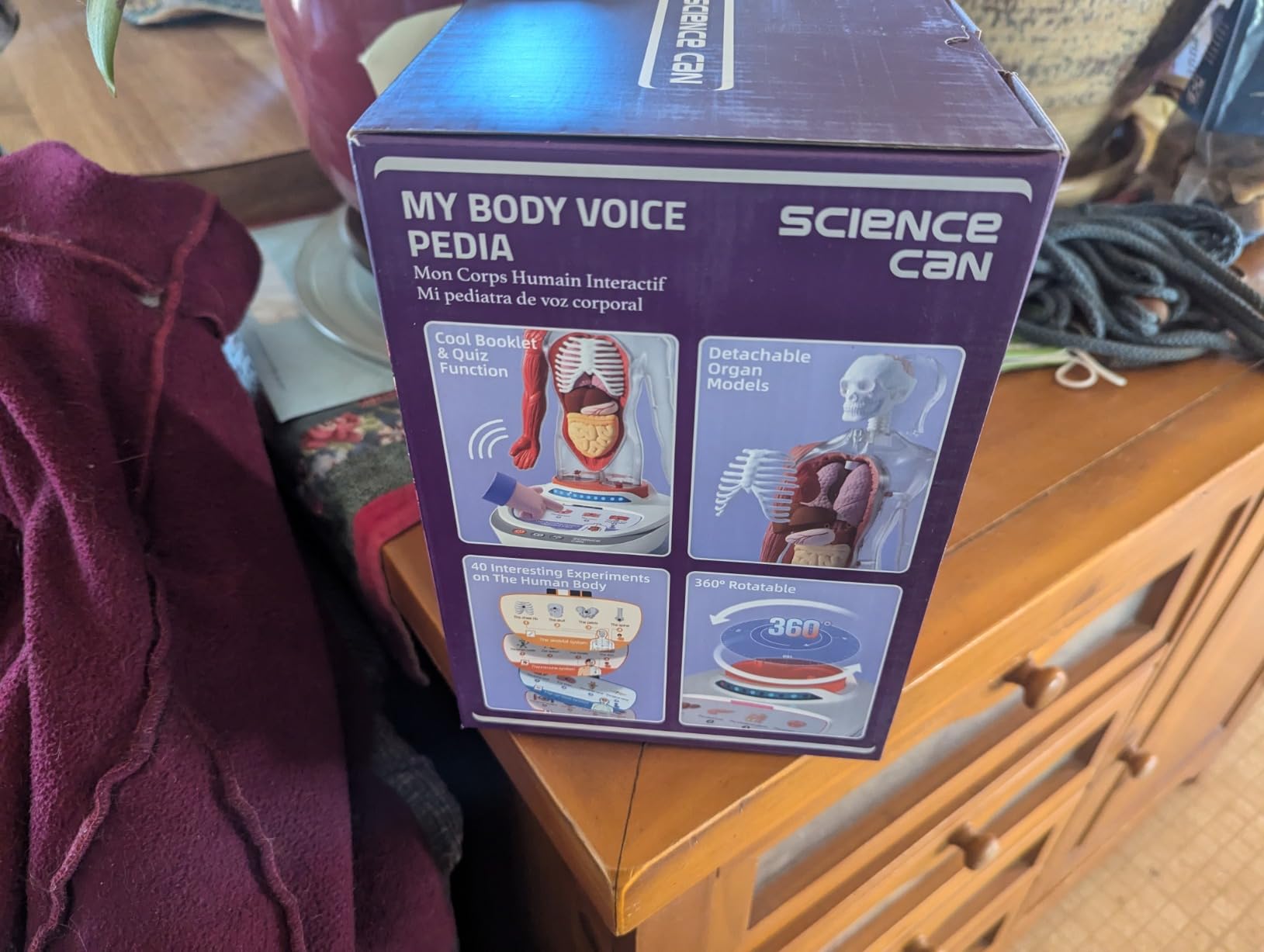 Science Can Human Body Model for Kids, Interactive Anatomy Learning Toys | 11