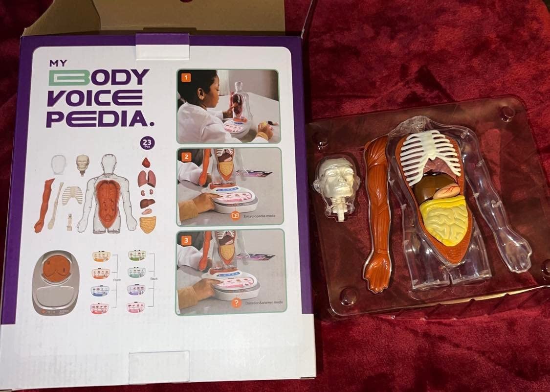 Science Can Human Body Model for Kids, Interactive Anatomy Learning Toys | 11