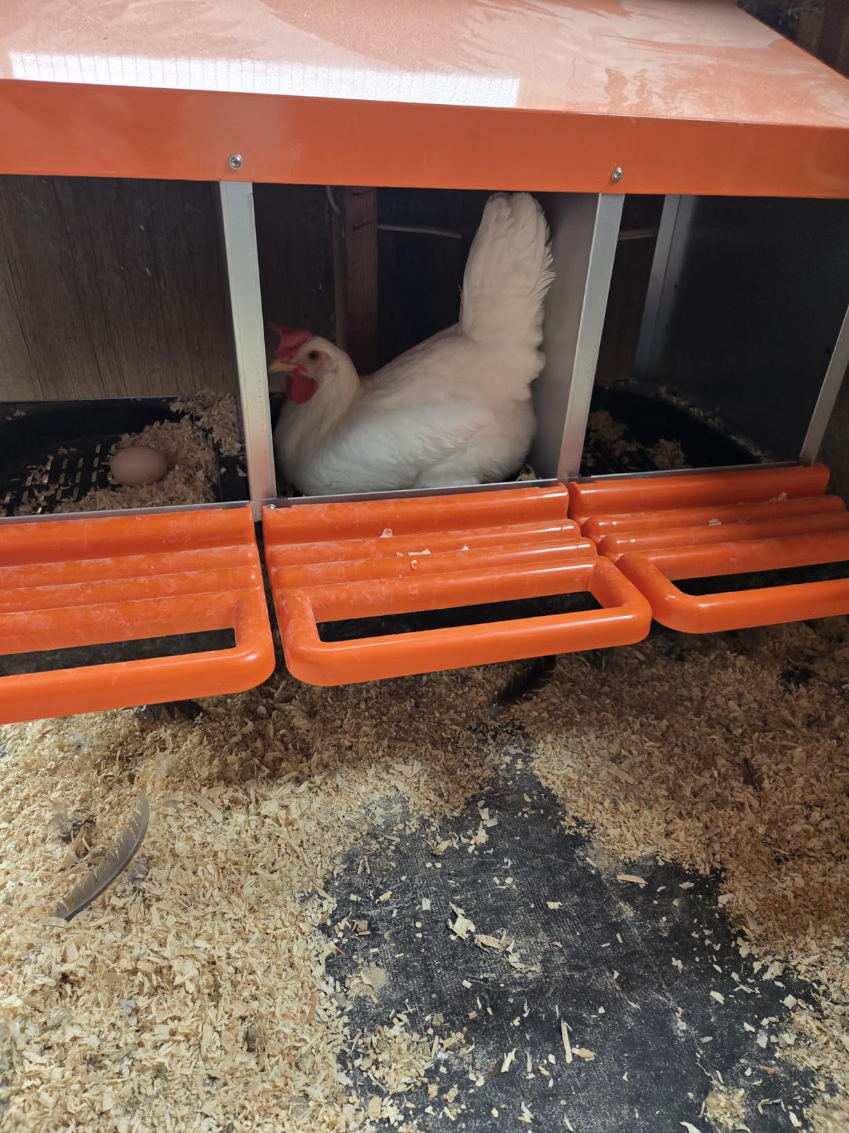 ZenxyHoC Chicken Nesting Box Red 3 Compartments | Metal Egg Laying Box with Rollout Egg Collection & Swing Perch for Backyard Chicken customer photo 1