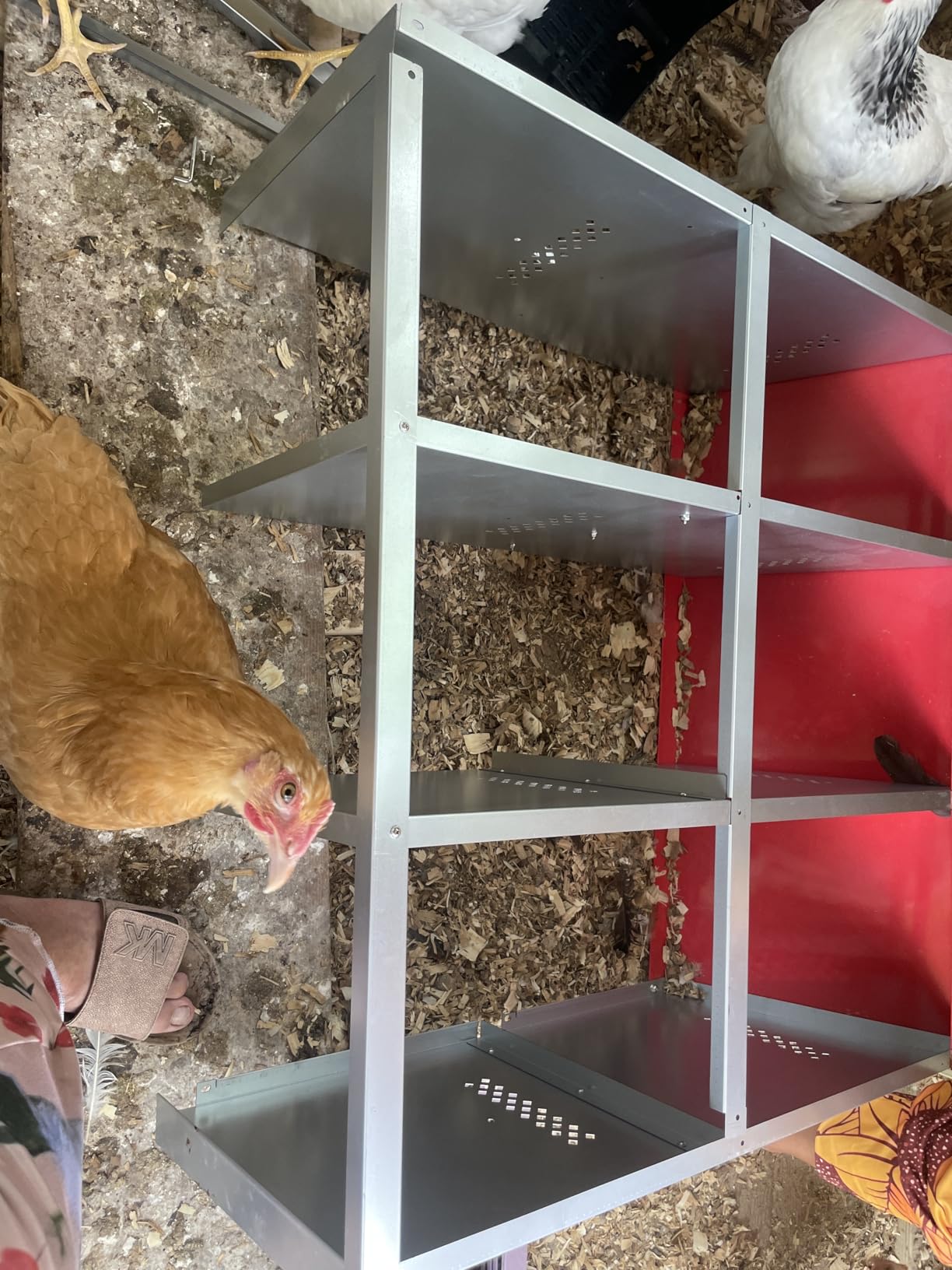 ZenxyHoC Chicken Nesting Box Red 3 Compartments | Metal Egg Laying Box with Rollout Egg Collection & Swing Perch for Backyard Chicken customer photo 2