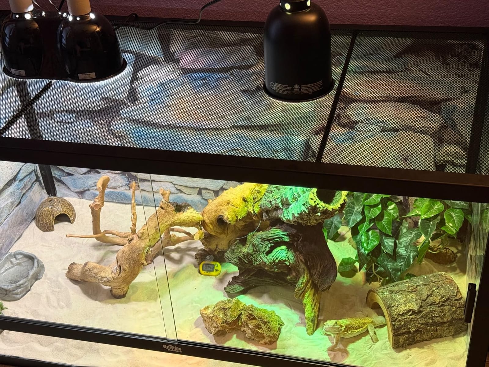 Reptile Habitats 4x2x2 (120 Gallon) Reptile Enclosure V3 PVC Panels, Glass Doors, Lightweight, Easy to Assemble, Heavy Duty Screen, Aluminum Frame customer photo 1