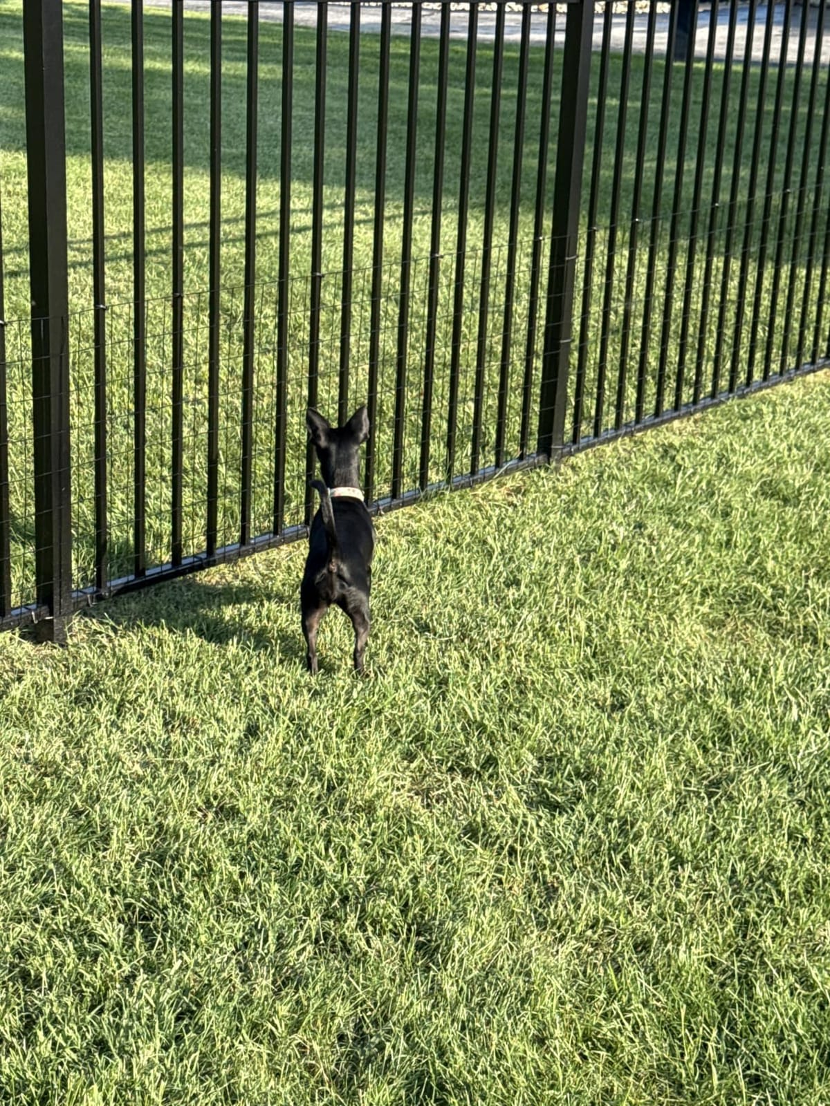 Black PVC Coated Welded Wire Fence 48