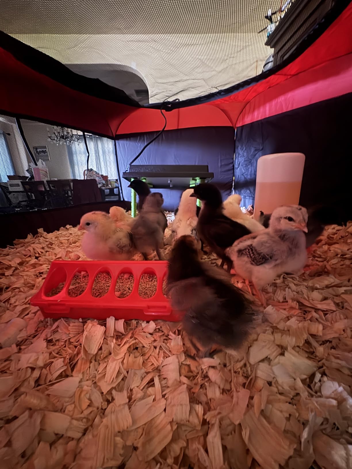 Tetuga Brooder Box for Chick Starter Kit, Chicken Brooder Up to 15 Chicks | Pop-Up Chicken Brooder Pen with Breathable Mesh Easy Fold Storage, Indoor Outdoor Use for Chick, Duck And Quail, Red customer photo 1