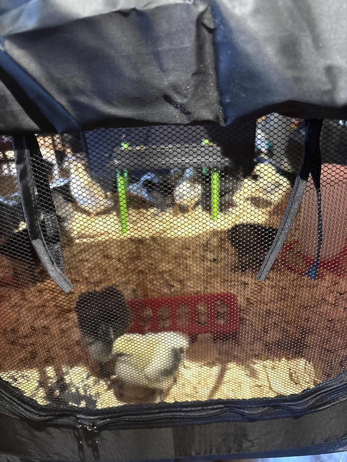 Tetuga Brooder Box for Chick Starter Kit, Chicken Brooder Up to 15 Chicks | Pop-Up Chicken Brooder Pen with Breathable Mesh Easy Fold Storage, Indoor Outdoor Use for Chick, Duck And Quail, Red customer photo 2