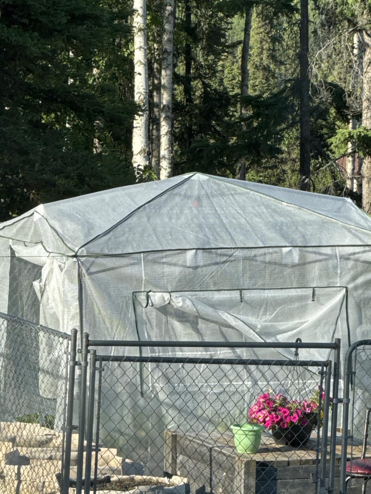 EAGLE PEAK 6x4 Easy Setup Small Pop Up Greenhouse, Clear/White | Small Greenhouses for Outdoors & Indoors, Green House for Winter Protection, Roll-Up Door & Mesh Windows, One Person Setup customer photo 1