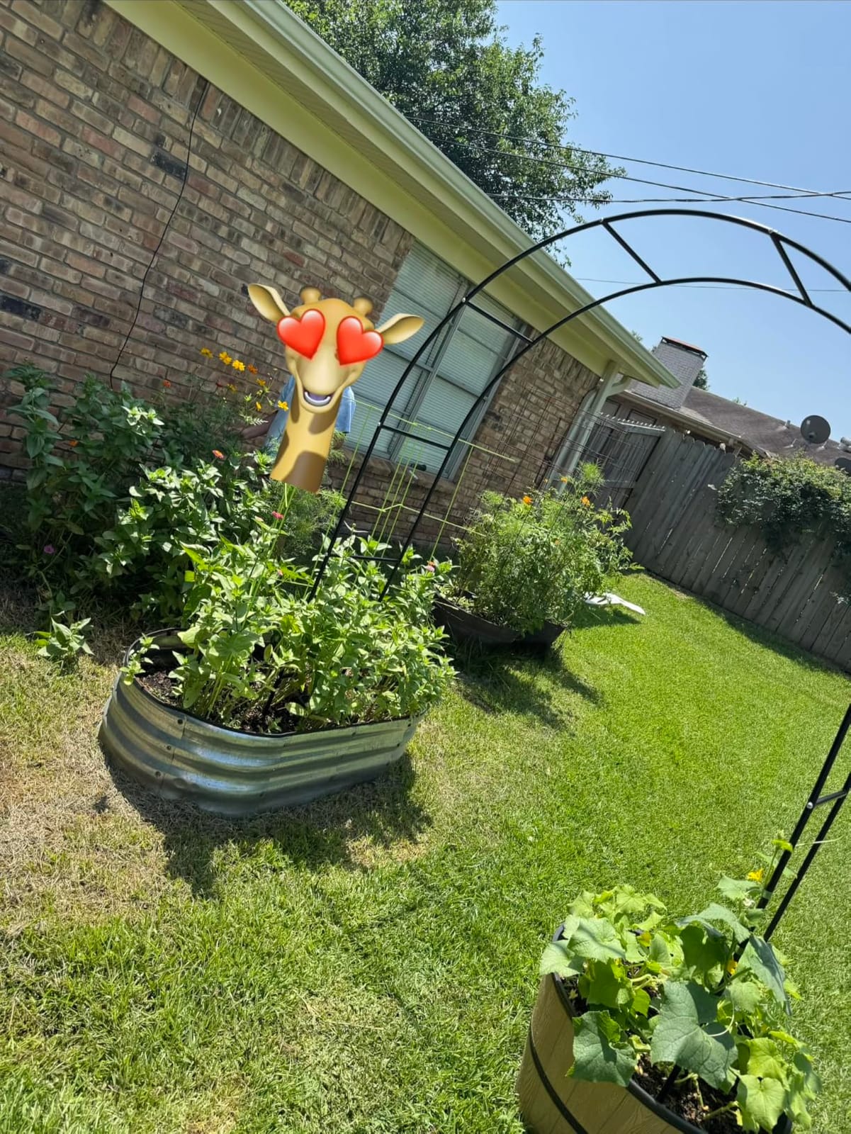 RUBFAC 7.8ft Garden Arch Trellis for Climbing Plants Outdoor, Metal Arch Frame Garden Arbors and Arches, Outdoor Archway for Flower Vines Wedding Bridal Party Decoration, Black customer photo 1