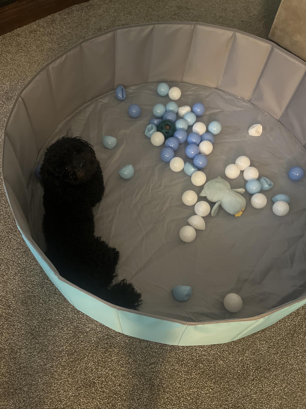 Hikiddy Large Foldable Ball Pit for Toddler Dog- 44in -Balls Not Include | Blue Baby Ball Pool with Playmat, Hold Over 1000 Balls, Play Pit for Kids Dogs Indoor and Outdoor Games, Party Toys Gifts customer photo 1