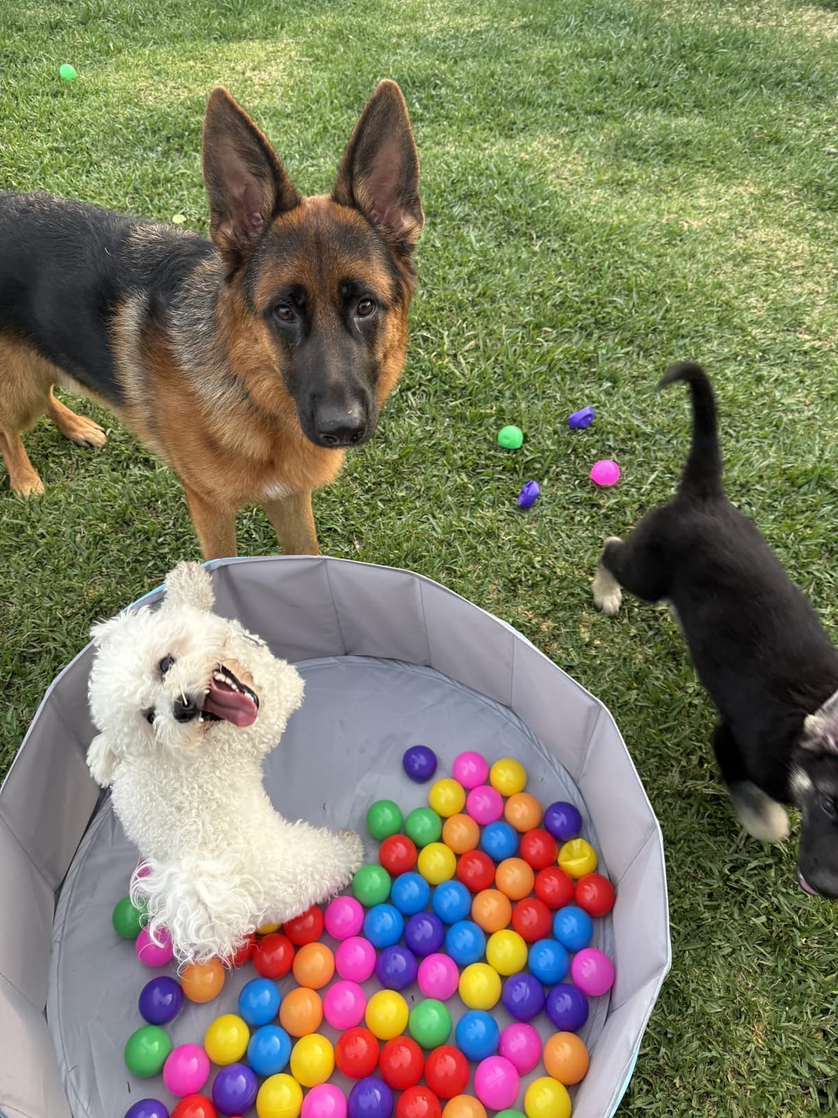 Hikiddy Large Foldable Ball Pit for Toddler Dog- 44in -Balls Not Include | Blue Baby Ball Pool with Playmat, Hold Over 1000 Balls, Play Pit for Kids Dogs Indoor and Outdoor Games, Party Toys Gifts customer photo 2