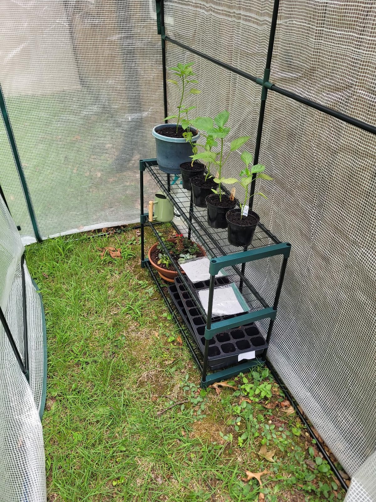 Lean to Greenhouse with 3-Tier Shelves: Ohuhu Portable Walk-in Wall Mounted Green House with Mesh Windows, 79