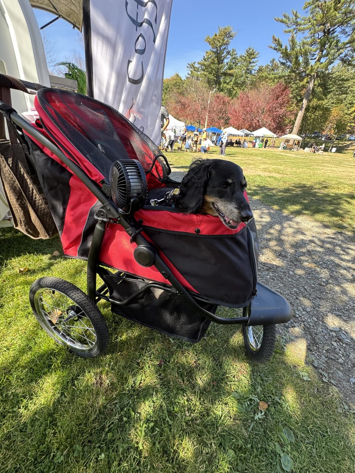 PawHut 3 Wheels Pet Stroller Foldable Jogger for Medium Dogs Gray | Adjustable Canopy, Safety Tether, Cushion, Storage Basket, Portable for Medium Dogs and Cats customer photo 1