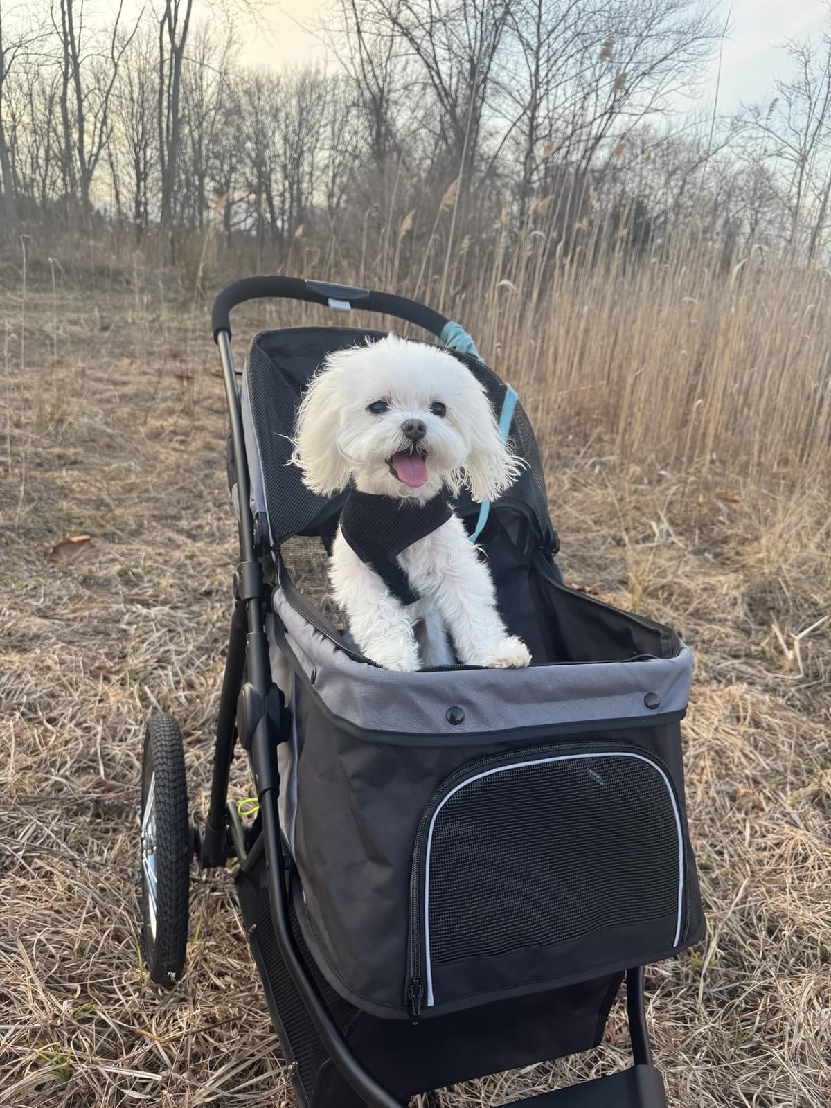 PawHut 3 Wheels Pet Stroller Foldable Jogger for Medium Dogs Gray | Adjustable Canopy, Safety Tether, Cushion, Storage Basket, Portable for Medium Dogs and Cats customer photo 2