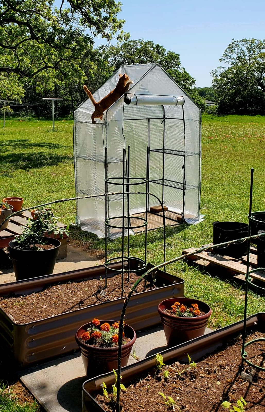 Heyfurni Walk in Greenhouse with Shelves, Walk-in Plant Green House with Durable Green PE Cover, 3 Tiers 6 Shelves Stands with Ground Pegs & Ropes for Stability, 56