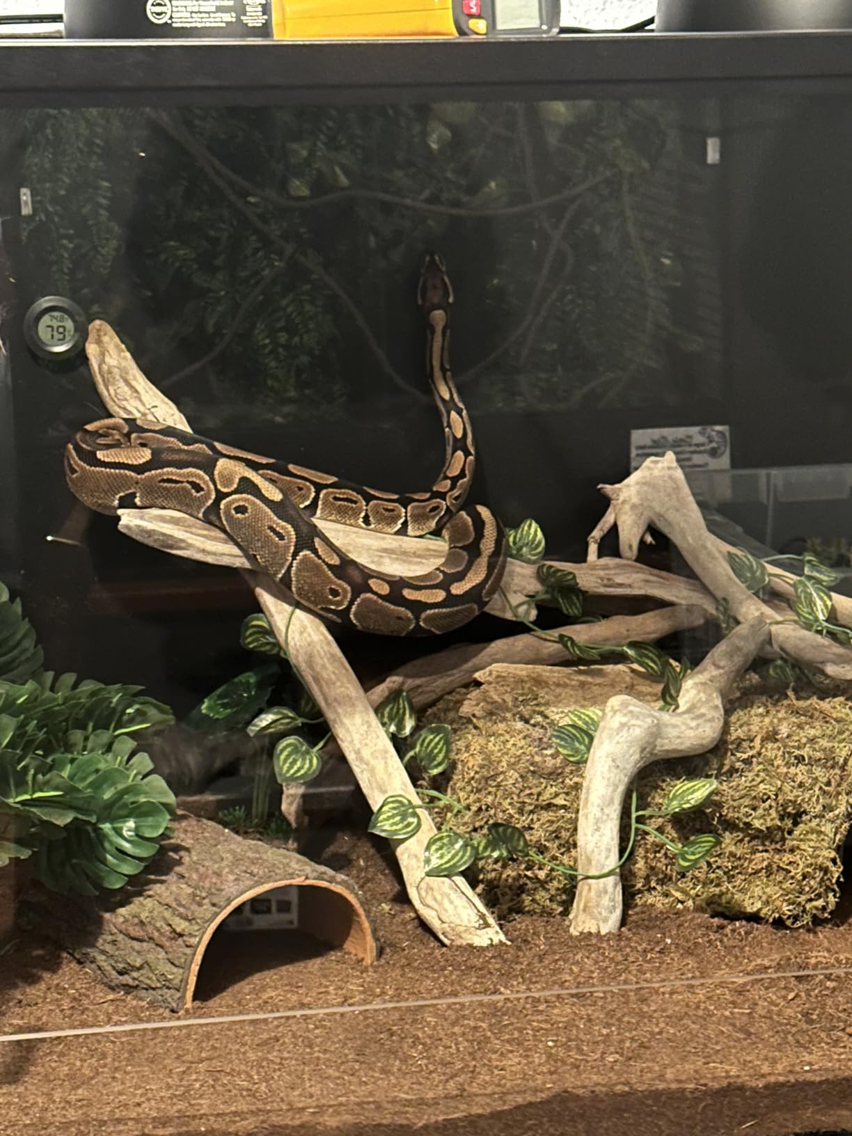 Phailozoo 120 Gallon Bearded Dragon Tank, 48