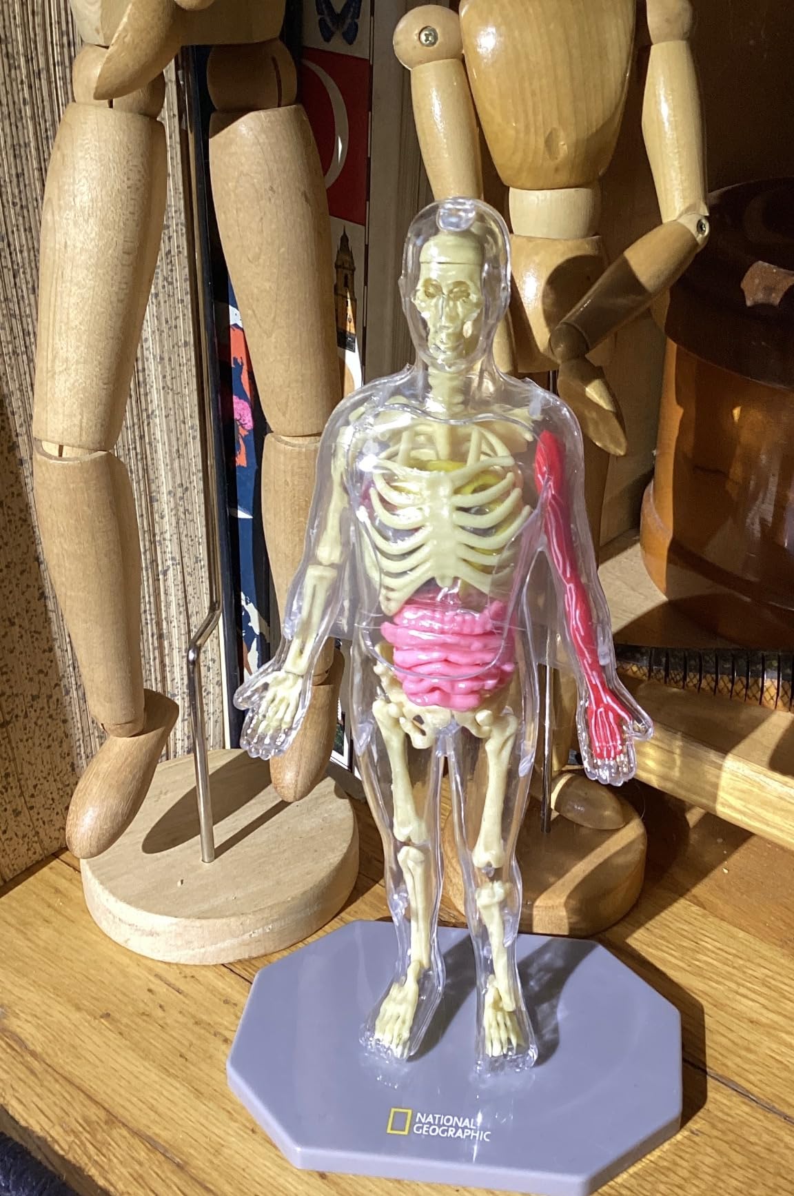 National Geographic Human Body Model for Kids 32-Piece Anatomy Set | Glow-in-the-Dark Bones, Organs & Muscles, Forceps and ID Chart, Anatomy and Physiology Learning, STEM Toy, Birthday Gift customer photo 2
