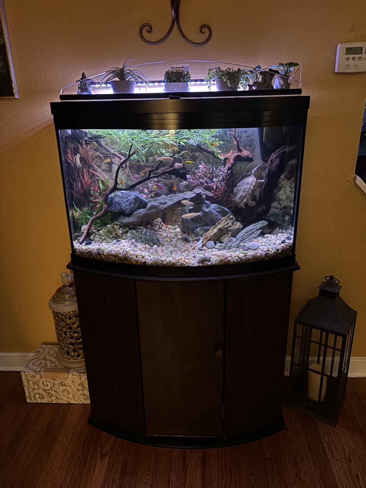 AQQA LED Aquarium Light, 24/7 & DIY Mode Full Spectrum Fish Tank Light | Adjustable Timer/Brightness, Extendable Bracket Aquarium Plant Light, Memory Function, IP68 Waterproof, for 18-24 Inch Tank customer photo 1