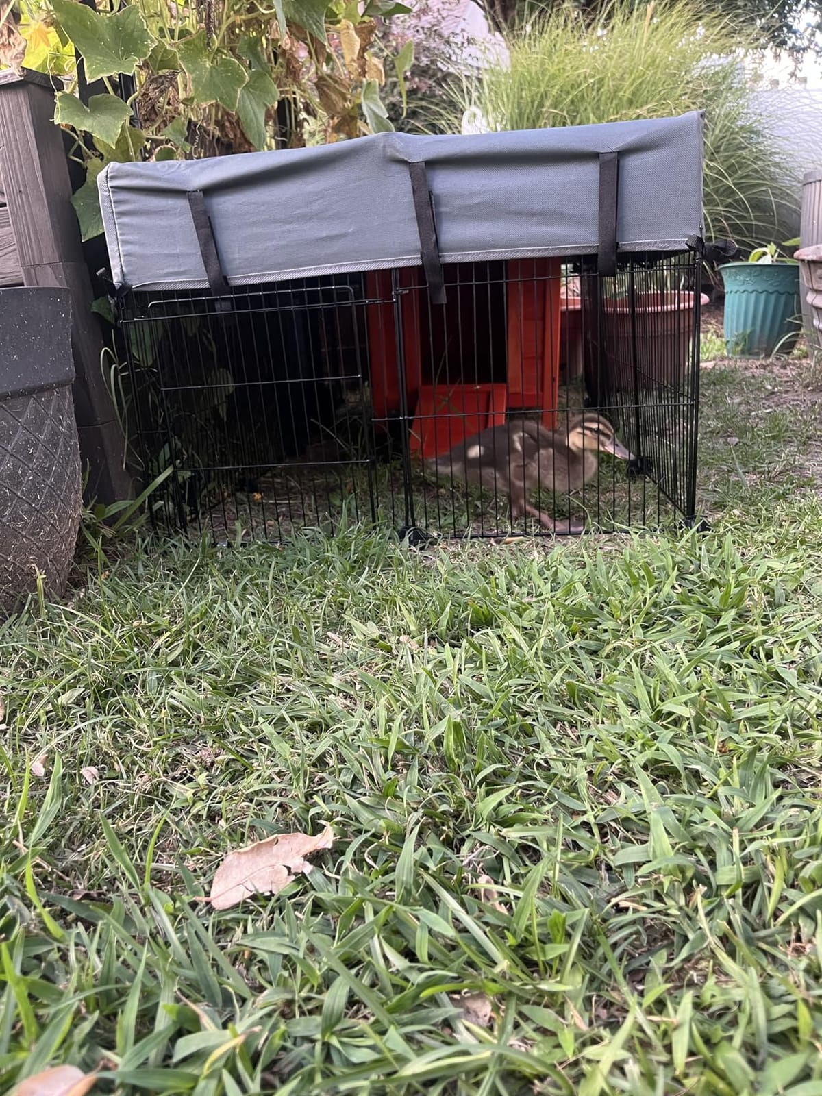 Coziwow Rabbit Hutch Indoor Outdoor, Nonslip Ramp Small Animal Cage, Gray | Wooden openable cage for bunnies, cats, chickens, ducks & small pets. Easy to move, secure shelter. Ideal for indoor hideout. customer photo 2