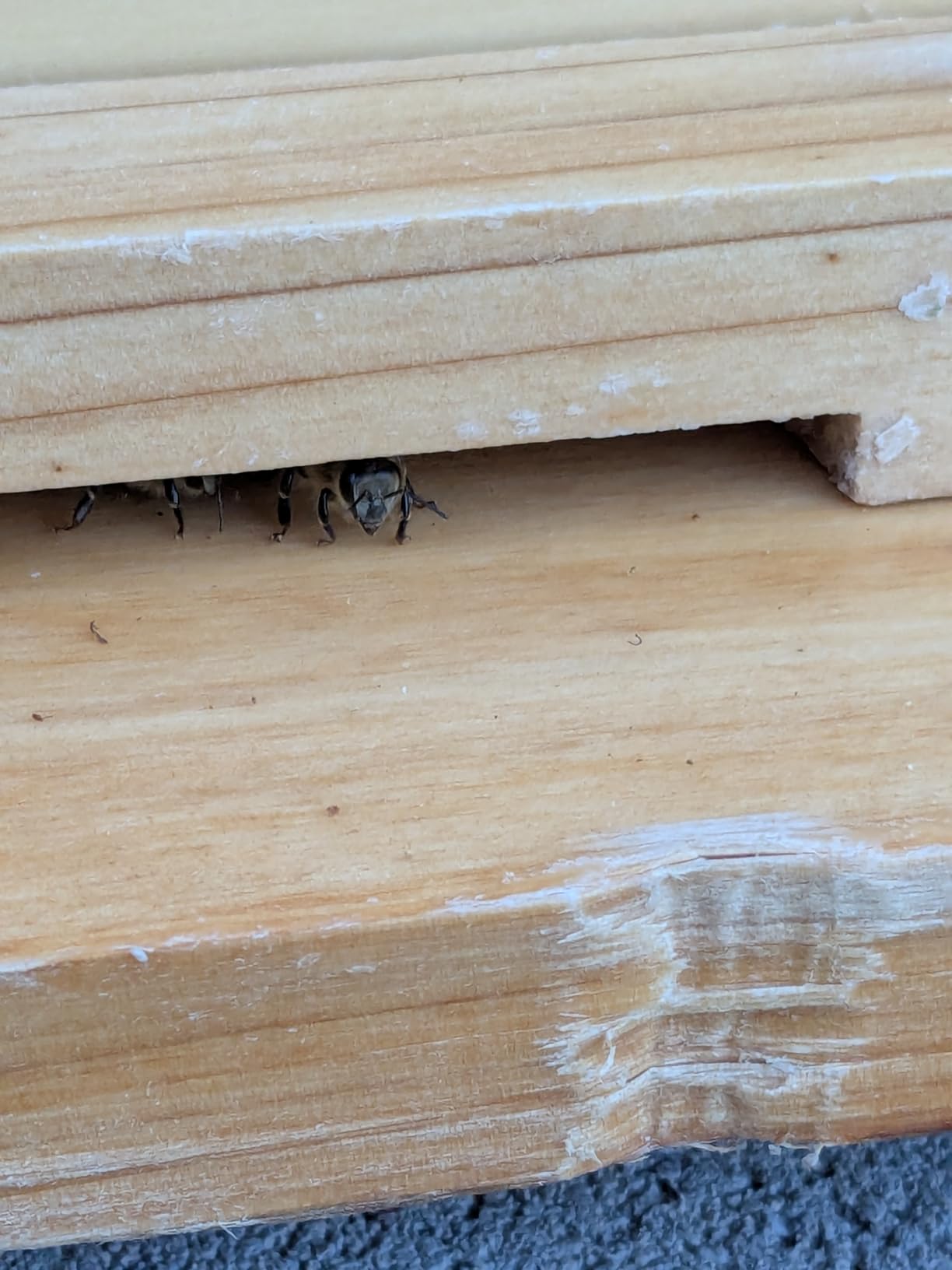 3-Layer Bee Hive Beehive Kit Langstroth Bee Hives | Coated 100% Beeswax, Includes 2 Deep Bee Boxes, 1 Medium Bee Hive Super for Beginners (No Frame) customer photo 2